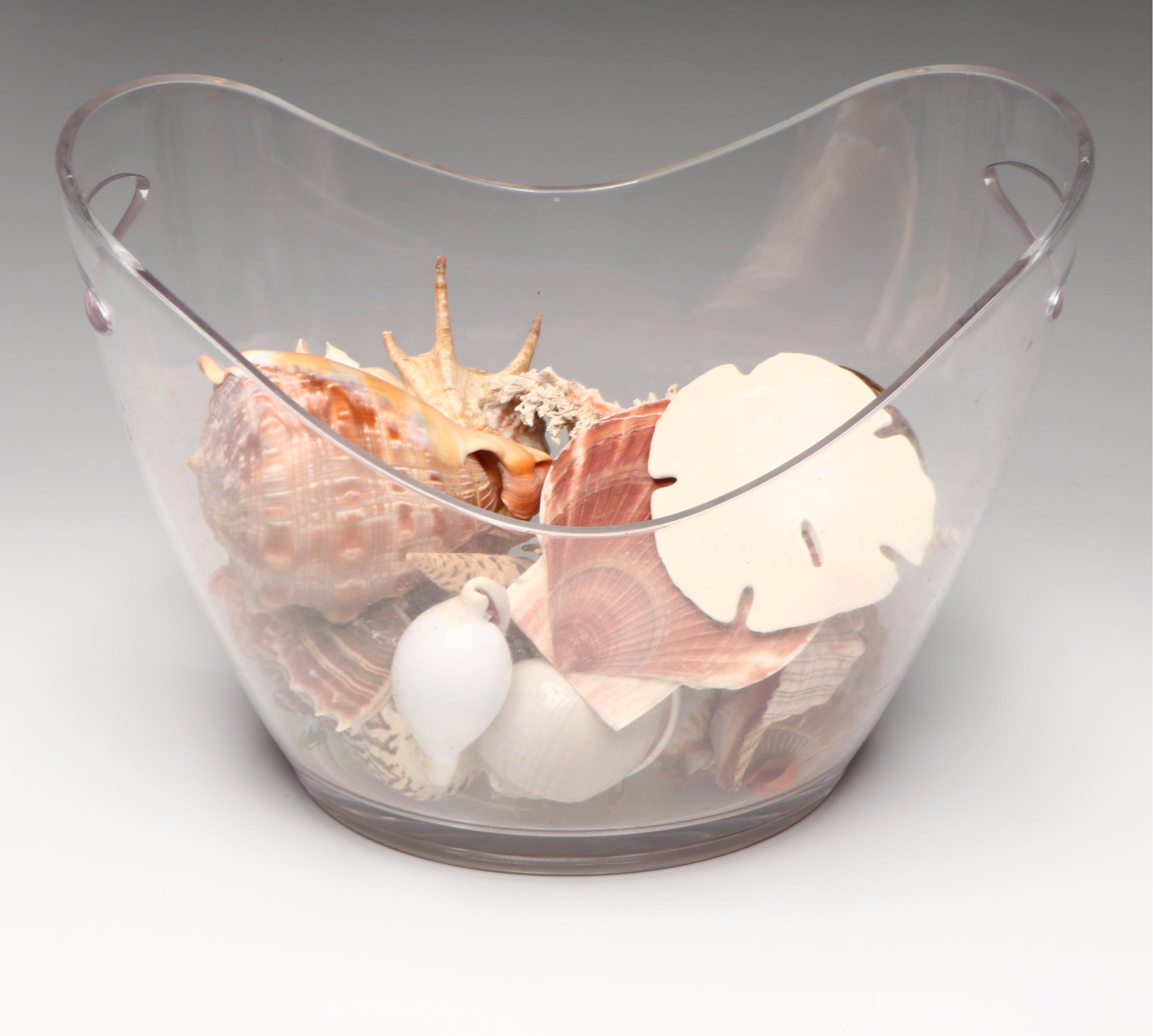 Florida Crown Conch, Red Helmet Conch, Sand Dollars, and More Seashells