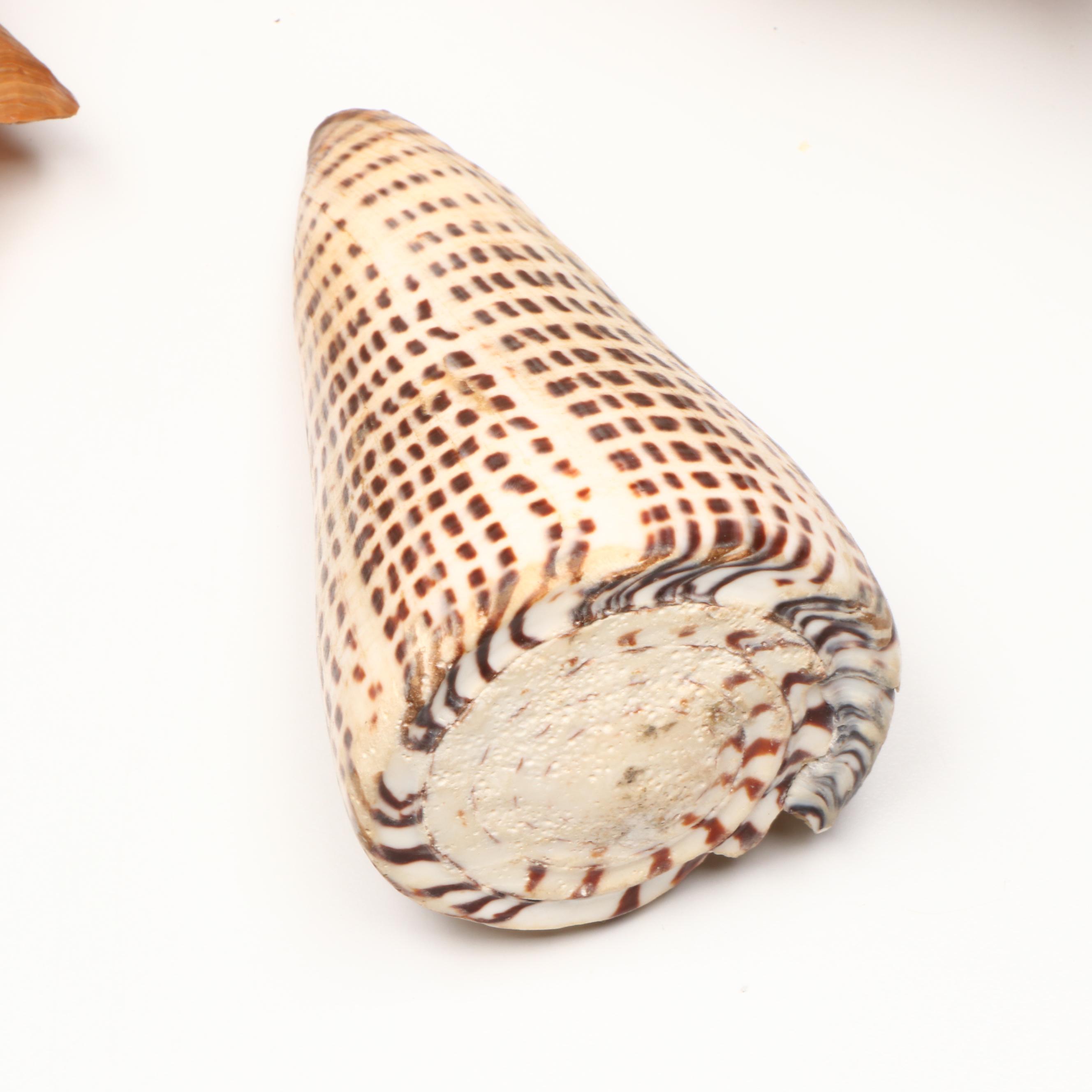 Sea Urchin Accent Lamp with Elkorn Fossil Coral and More Seashells