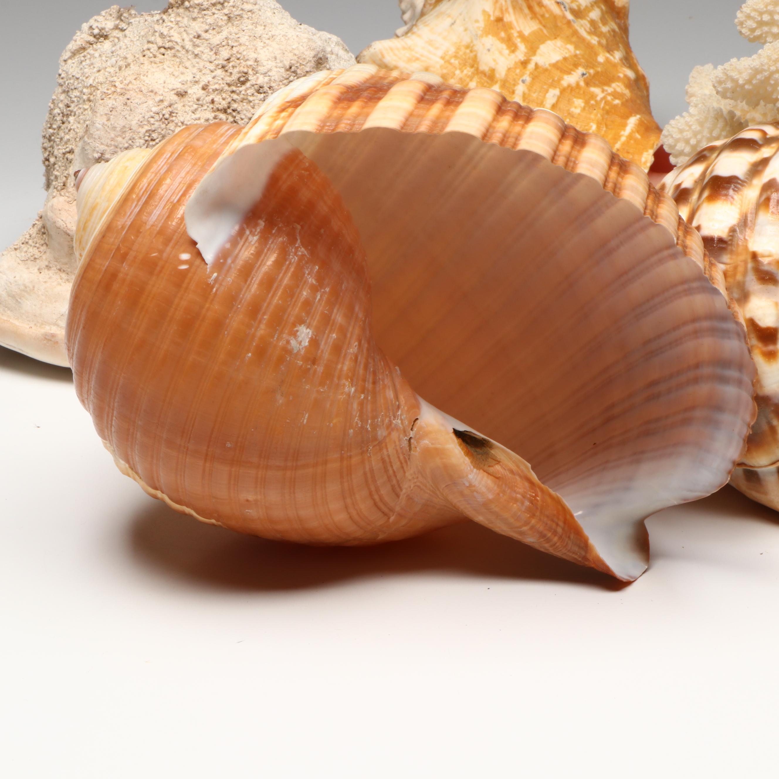 Sea Urchin Accent Lamp with Elkorn Fossil Coral and More Seashells