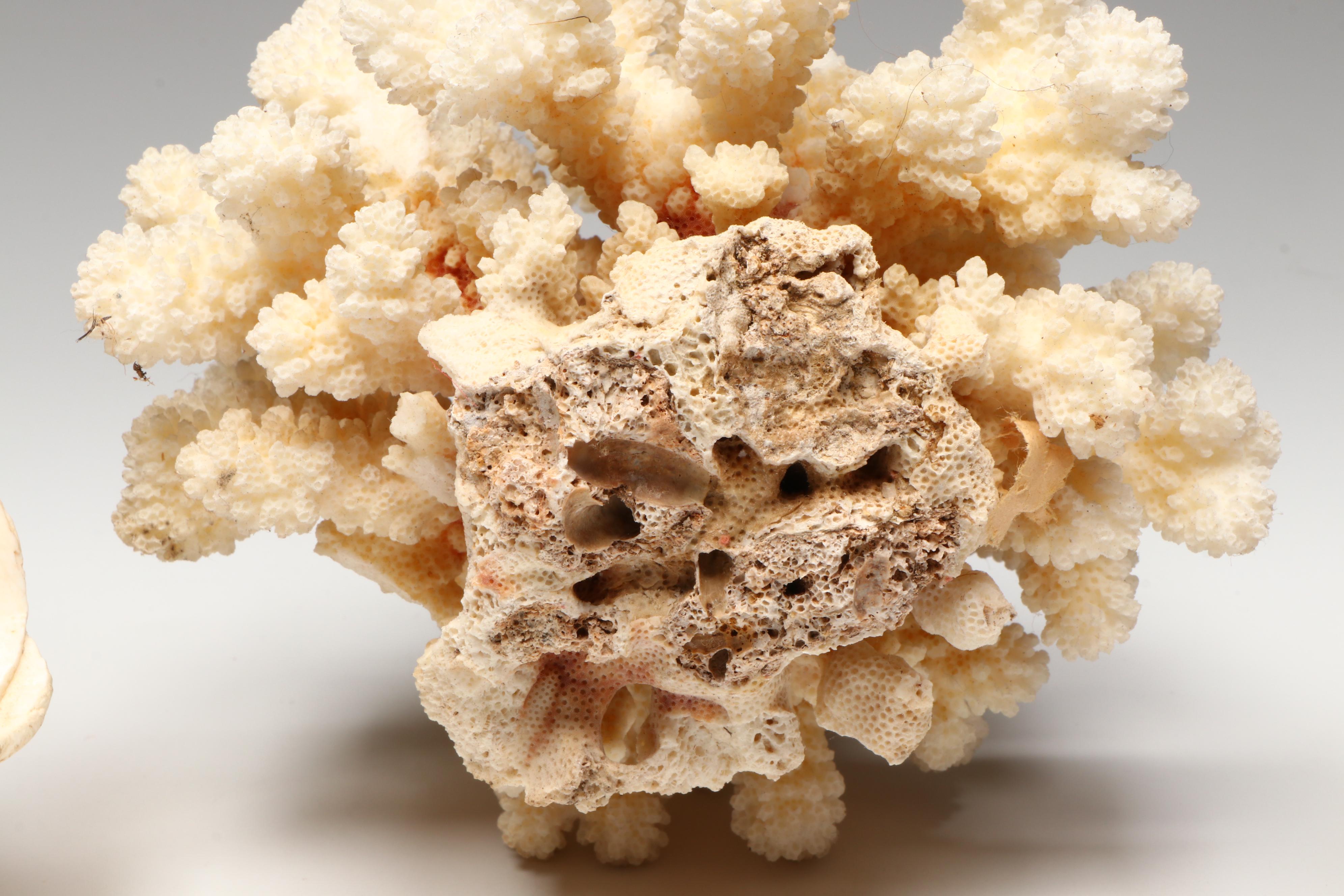 Sea Urchin Accent Lamp with Elkorn Fossil Coral and More Seashells