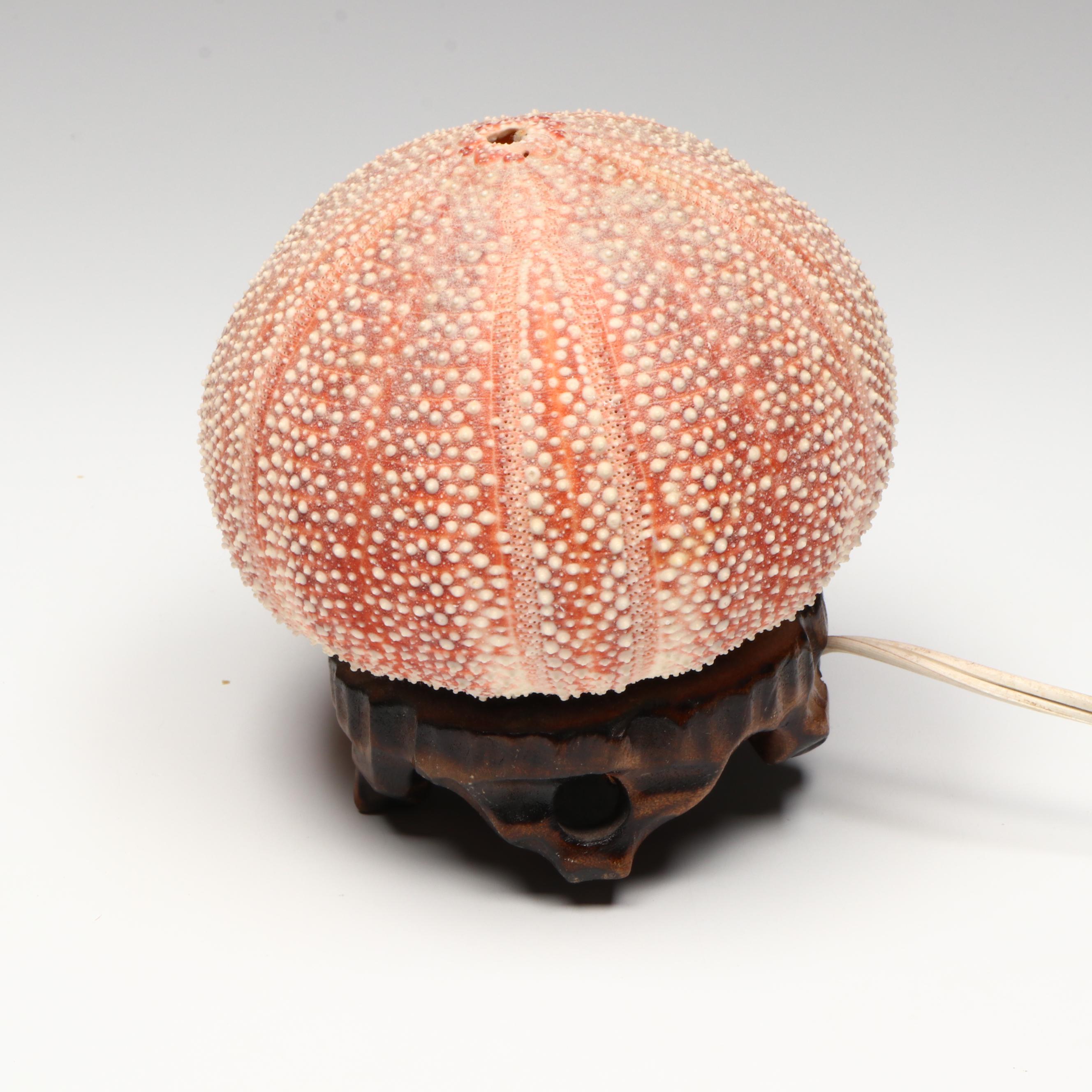 Sea Urchin Accent Lamp with Elkorn Fossil Coral and More Seashells