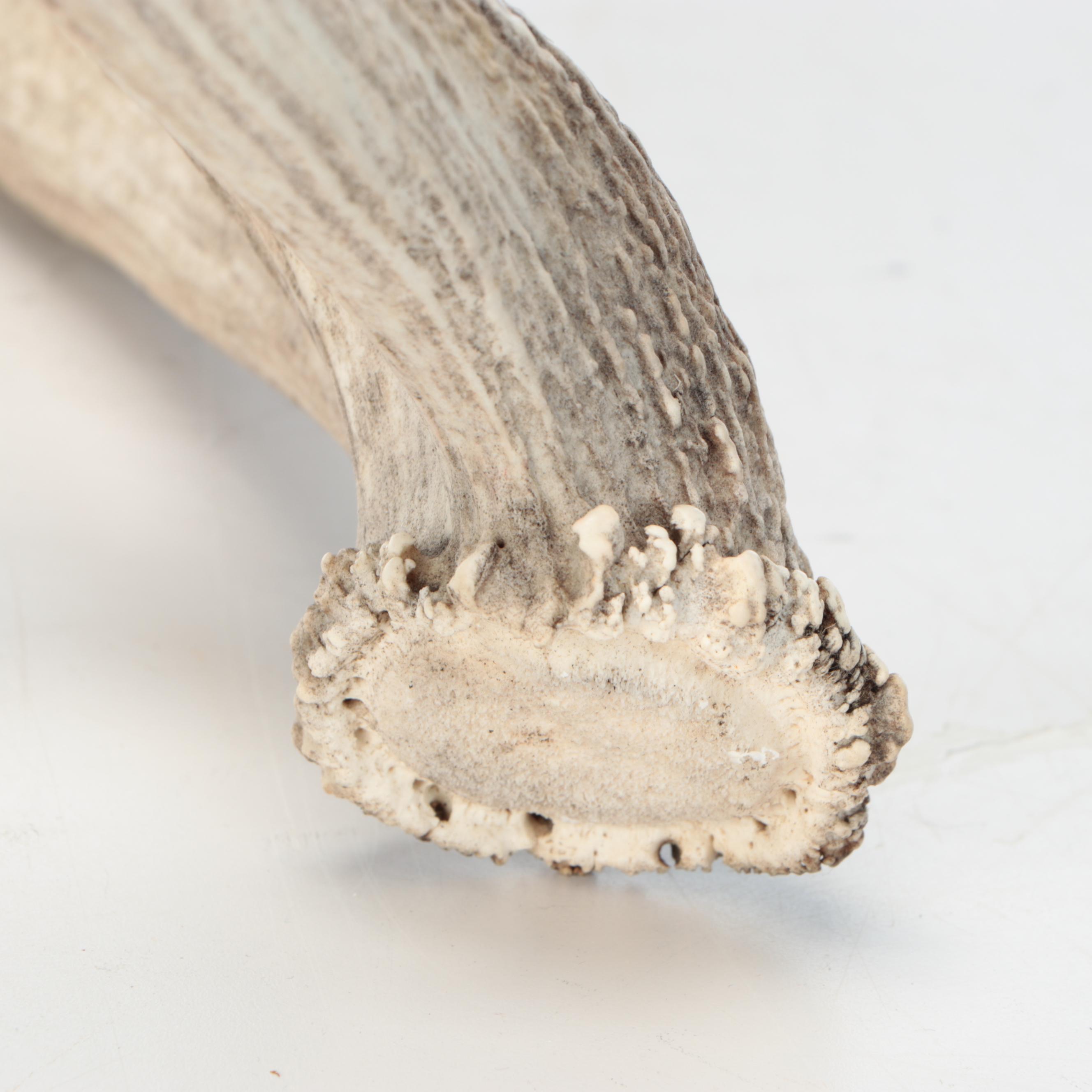 Elk Antler Single Shed