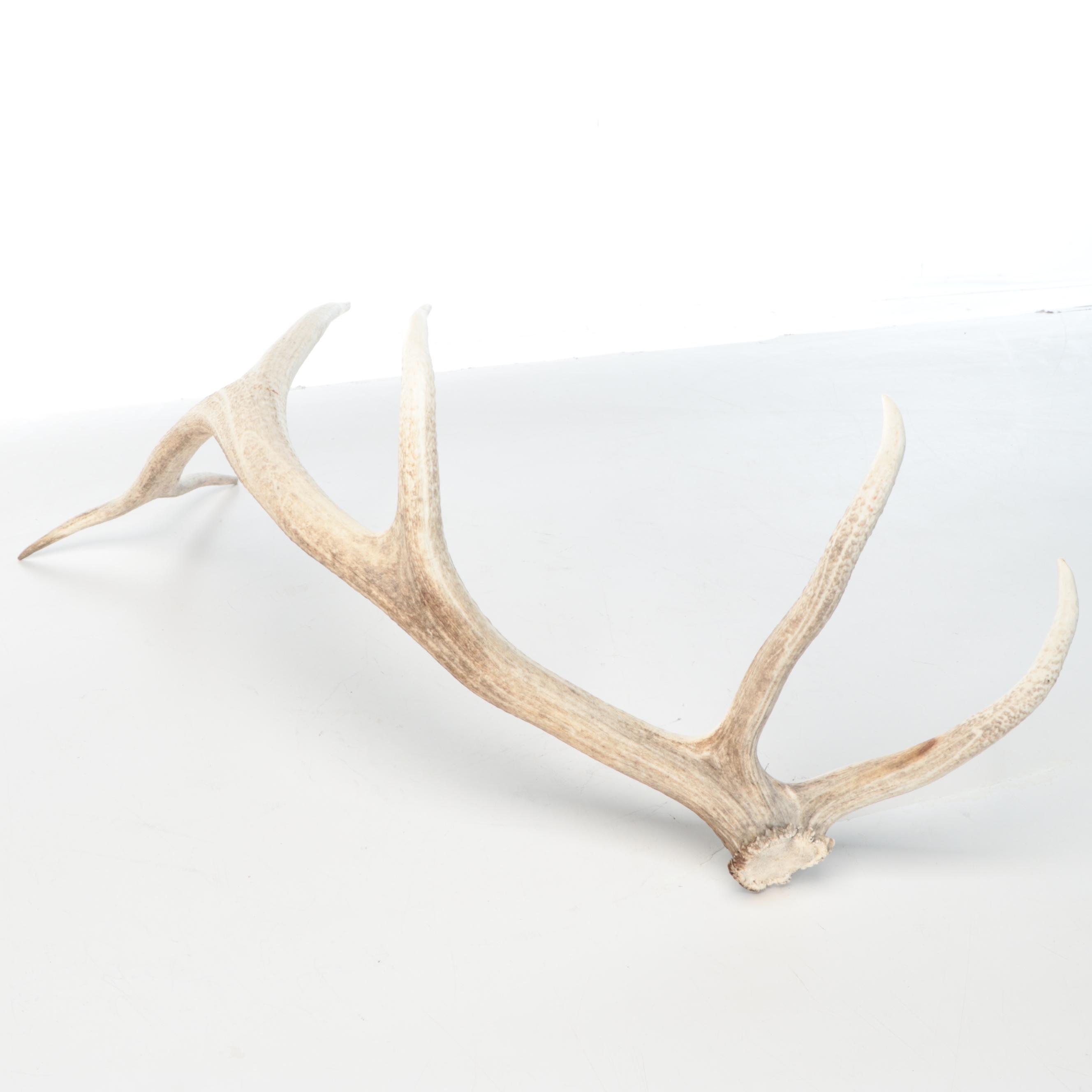 Elk Antler Single Shed