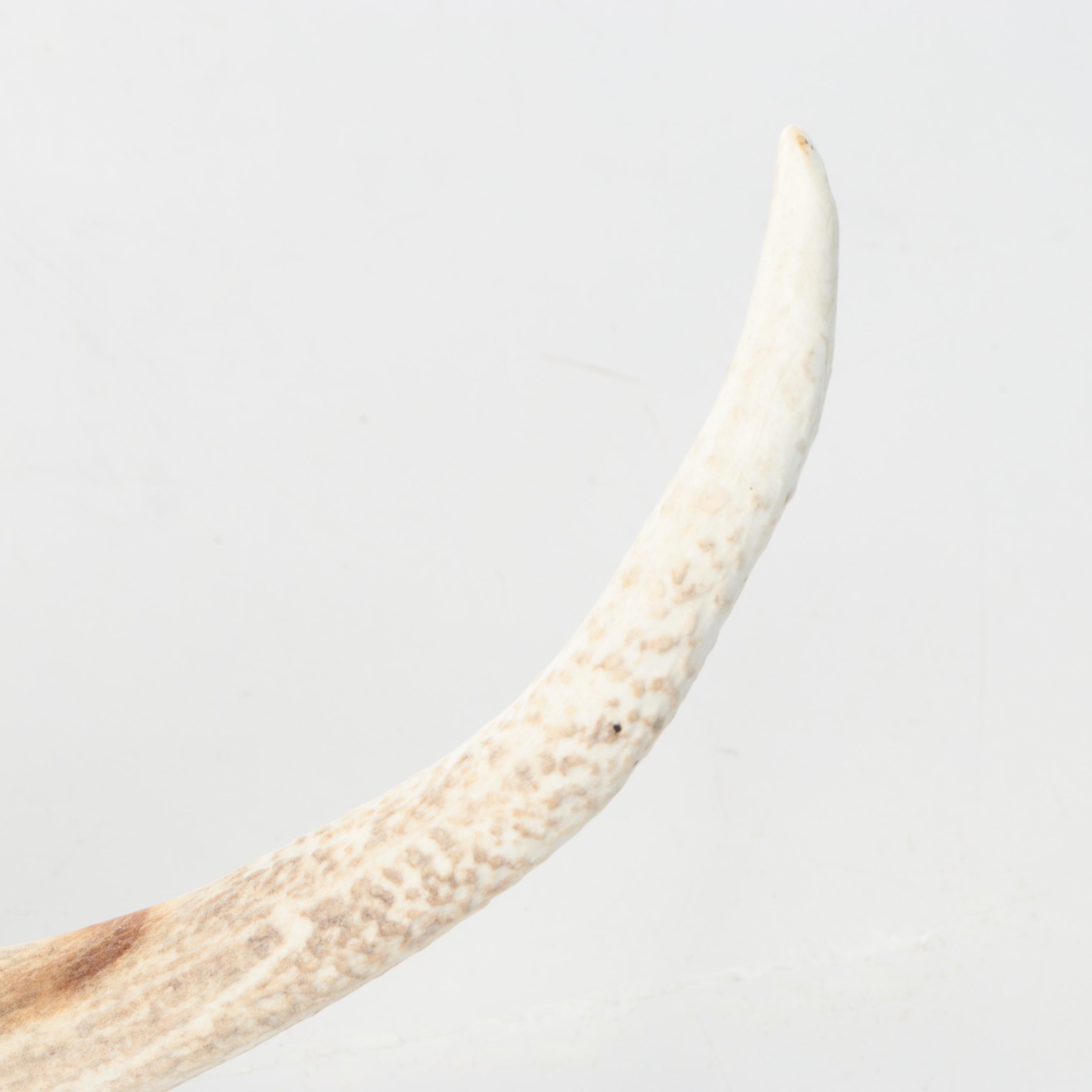 Elk Antler Single Shed