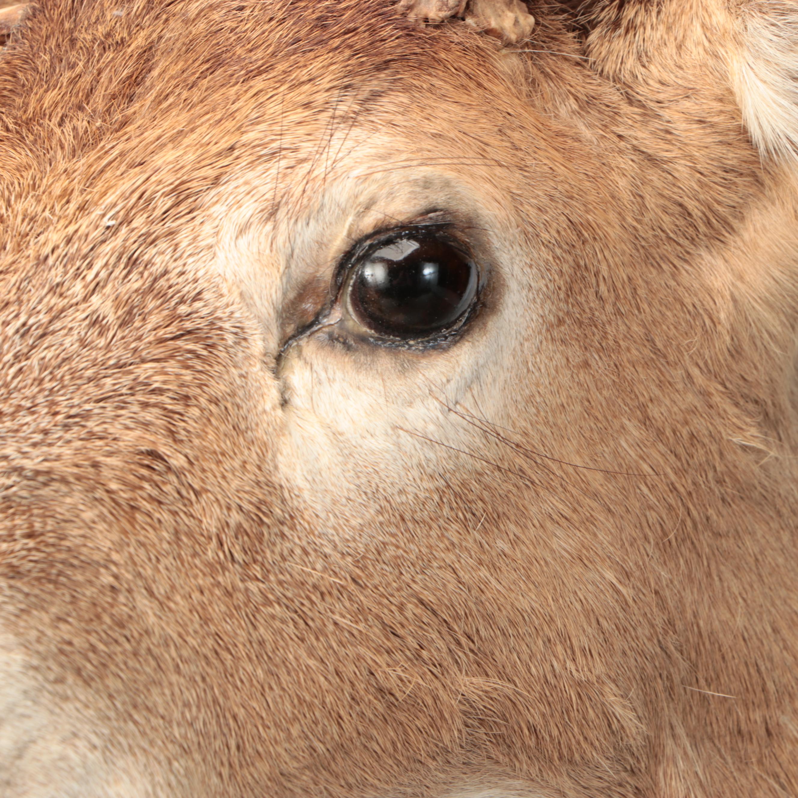 Taxidermy White-Tailed Deer Shoulder Mount