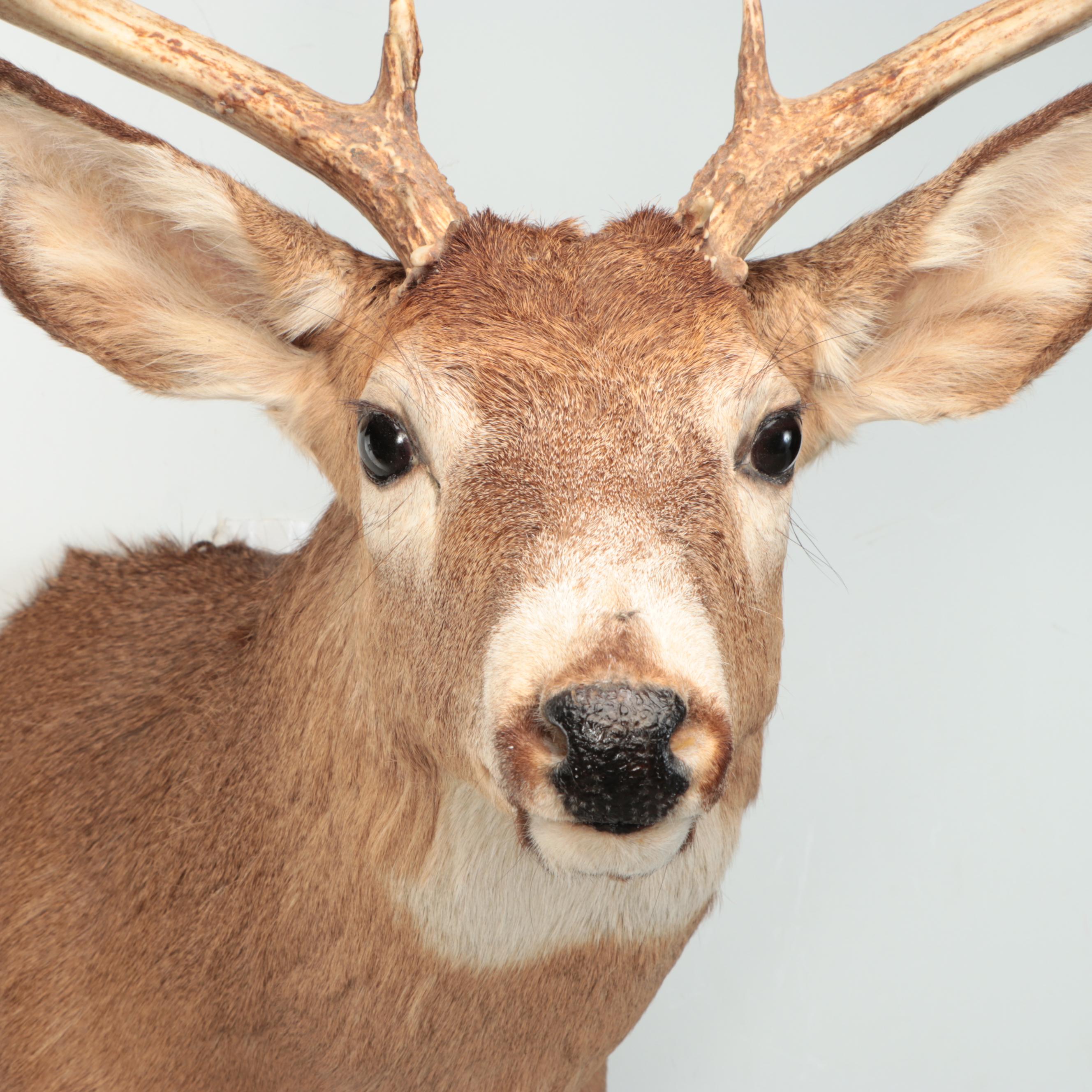 Taxidermy White-Tailed Deer Shoulder Mount