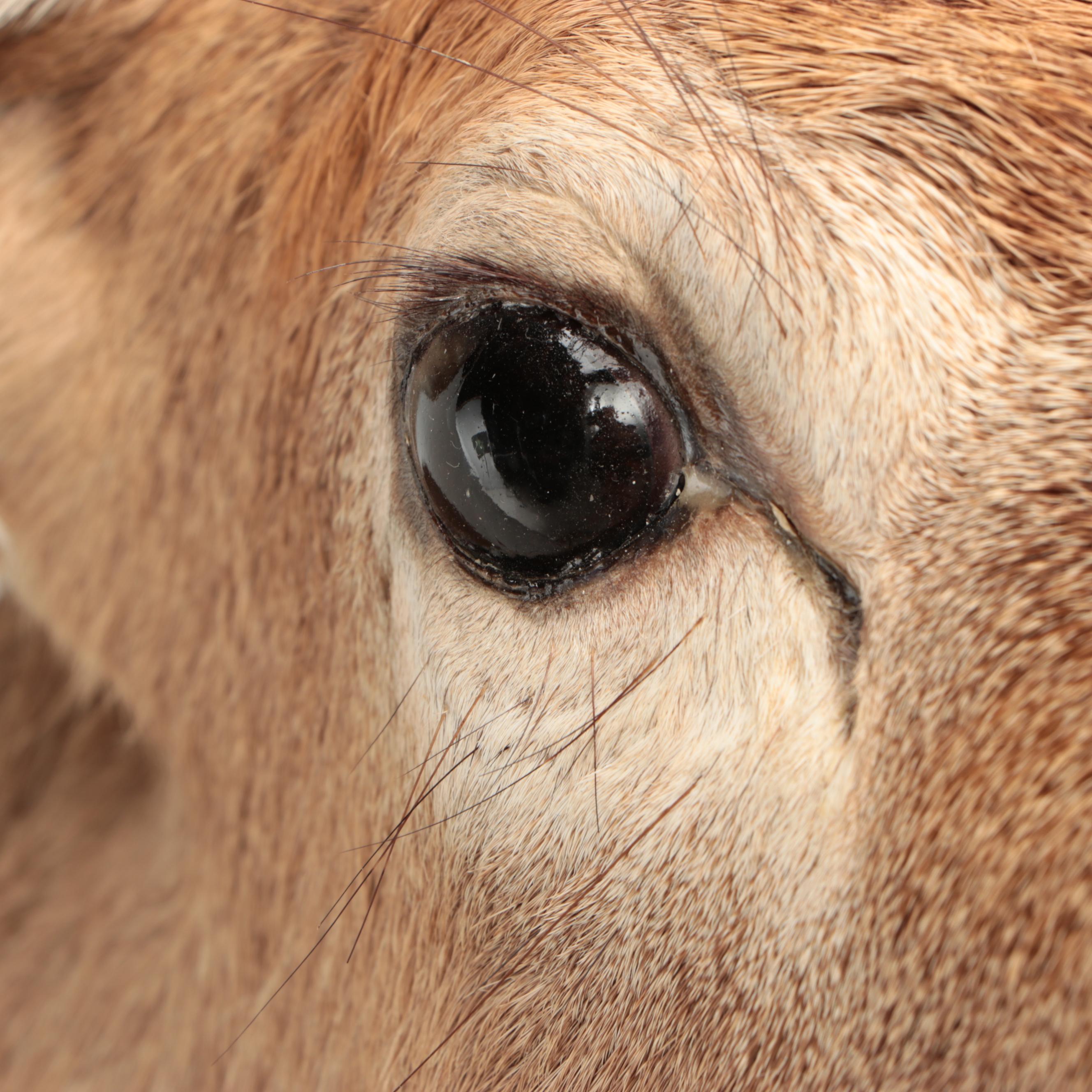 Taxidermy White-Tailed Deer Shoulder Mount