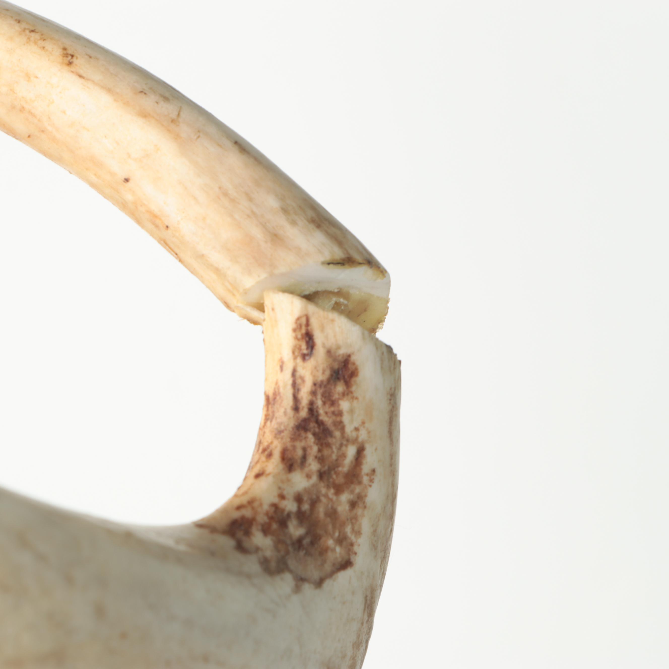 Taxidermy White-Tailed Deer Shoulder Mount