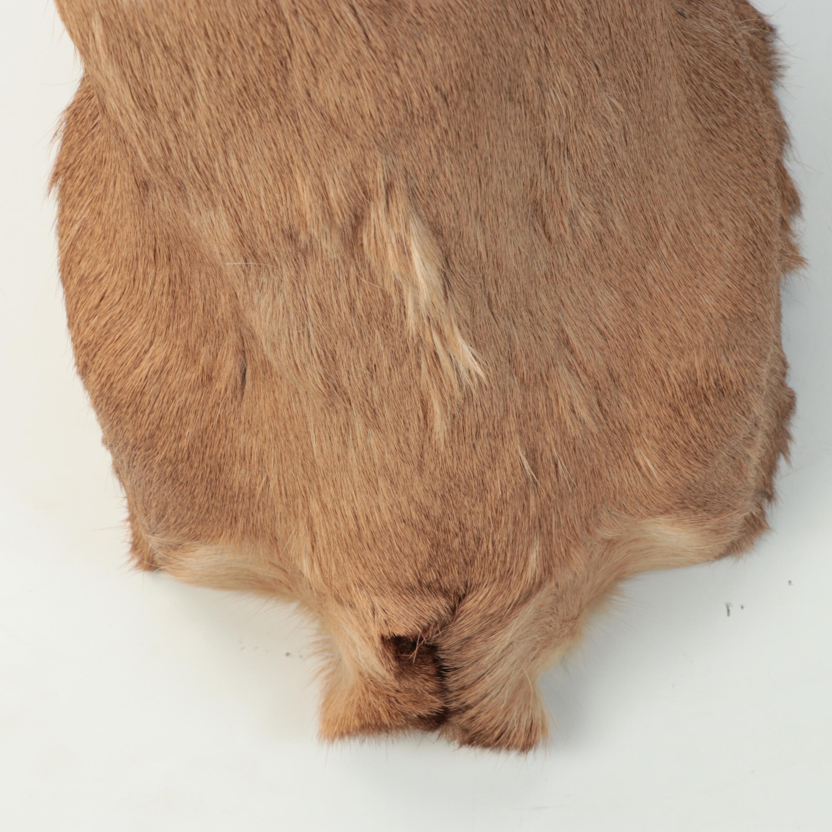 Taxidermy White-Tailed Deer Shoulder Mount