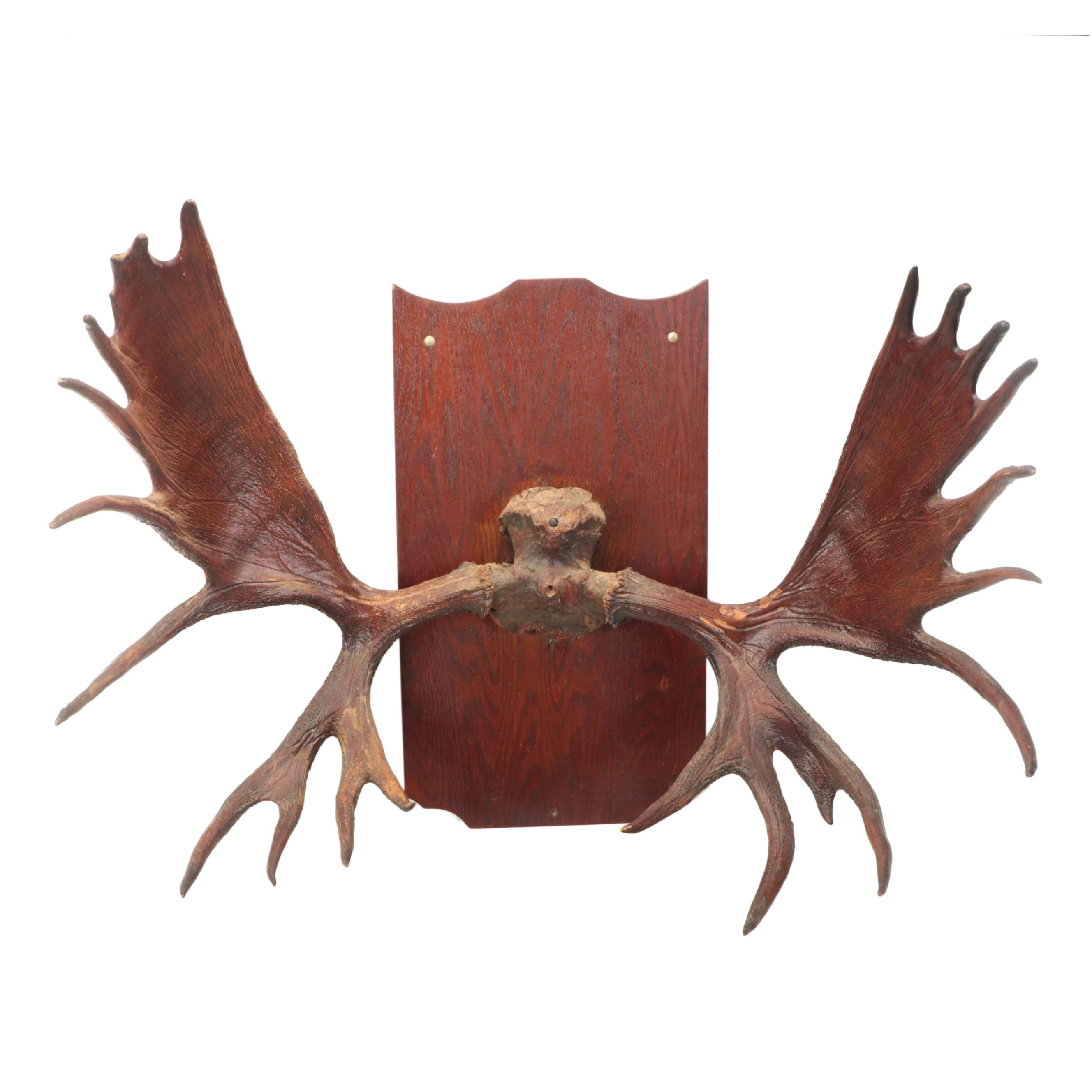 Taxidermy European Mount Moose Antlers