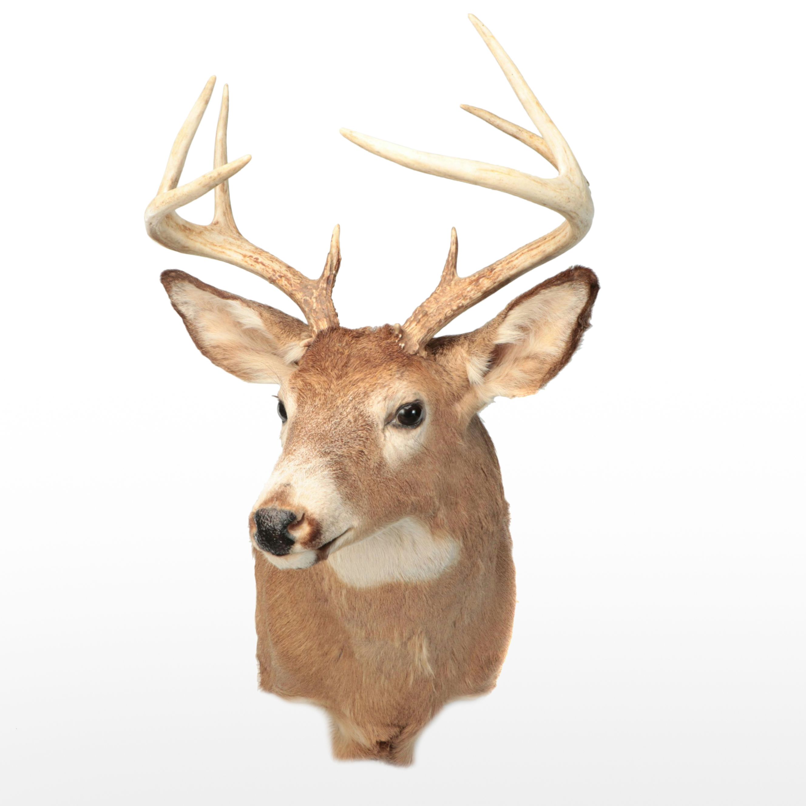 Taxidermy White-Tailed Deer Shoulder Mount