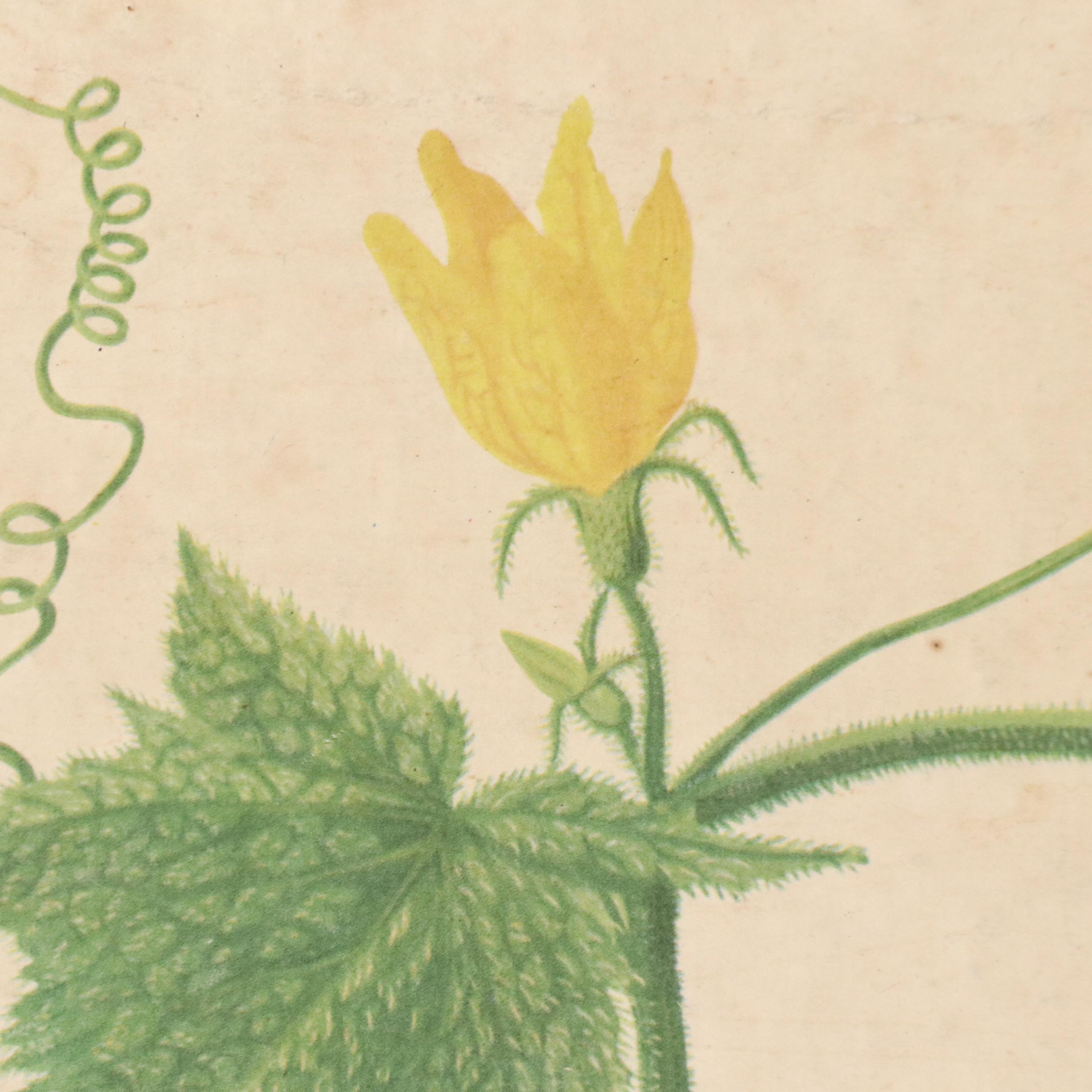 Czech Offset Lithograph Educational Poster "Okurka," 1959