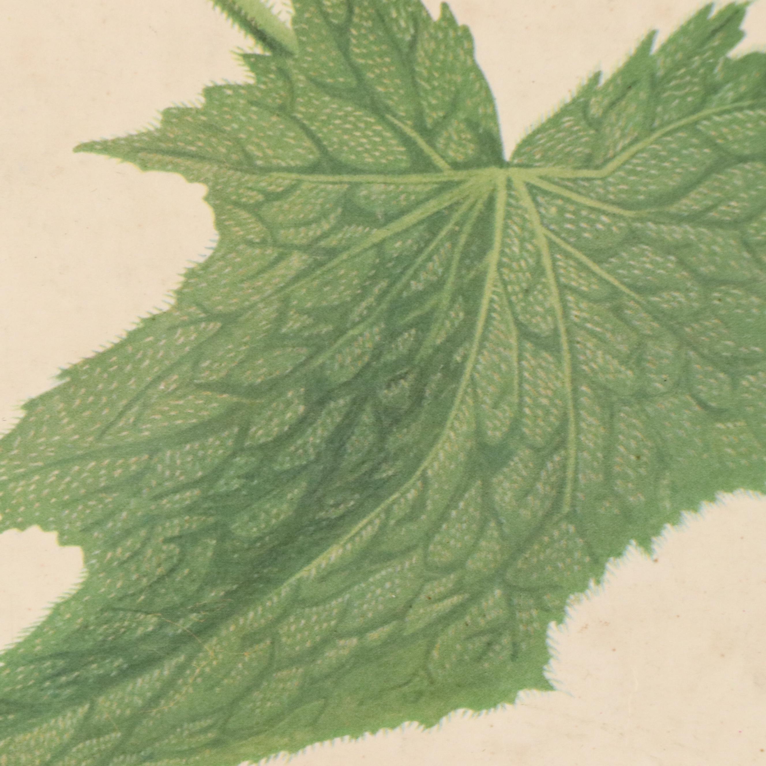 Czech Offset Lithograph Educational Poster "Okurka," 1959