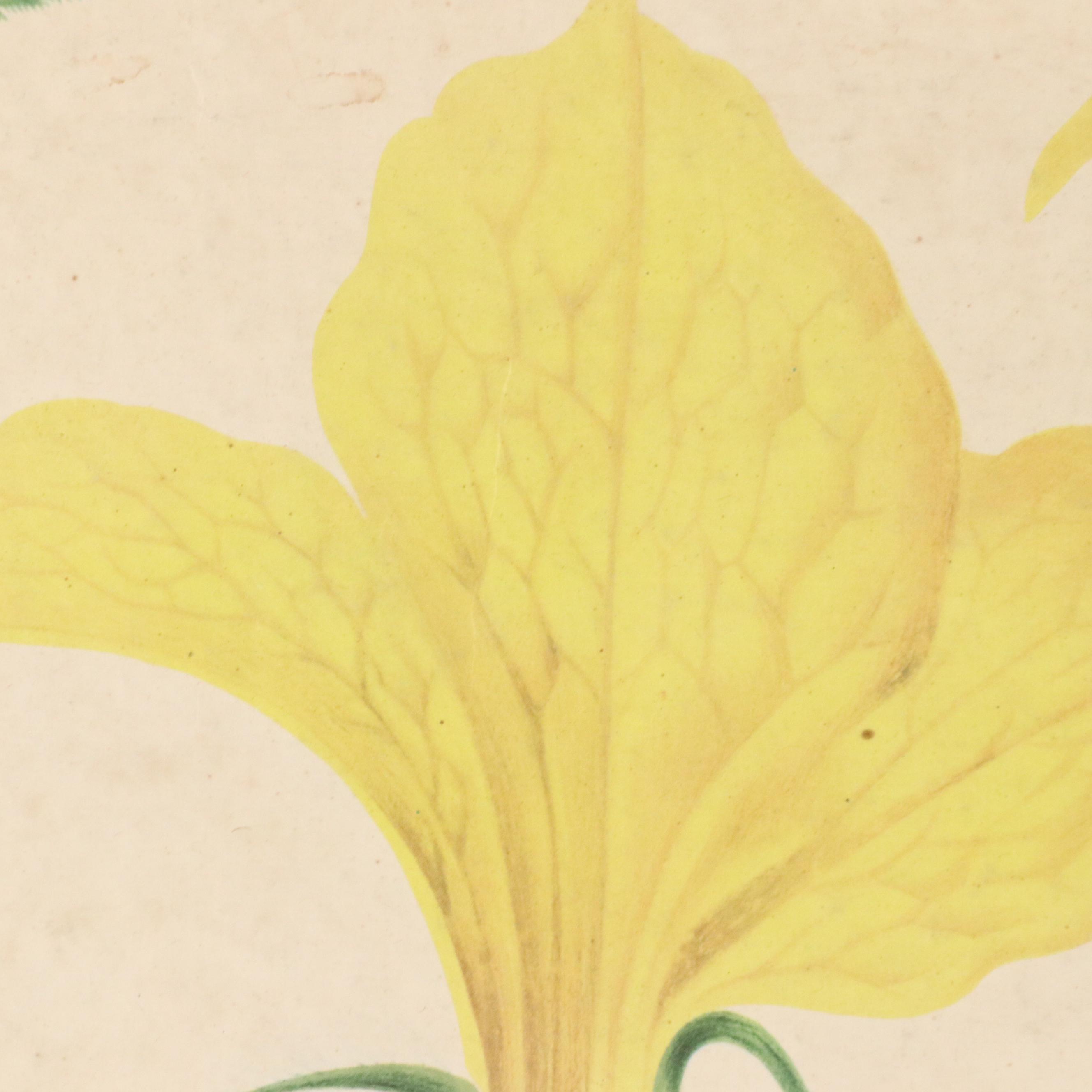 Czech Offset Lithograph Educational Poster "Okurka," 1959