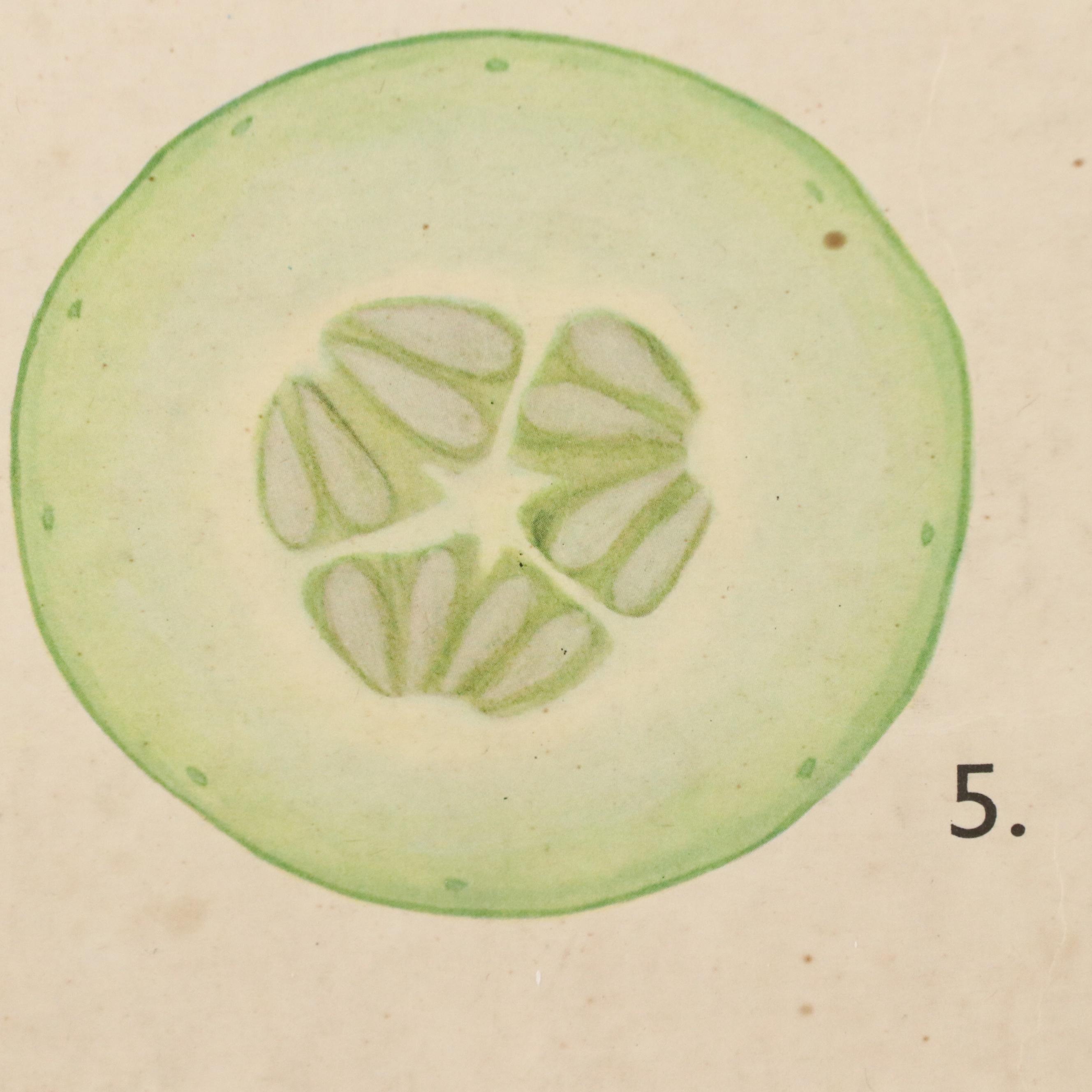 Czech Offset Lithograph Educational Poster "Okurka," 1959