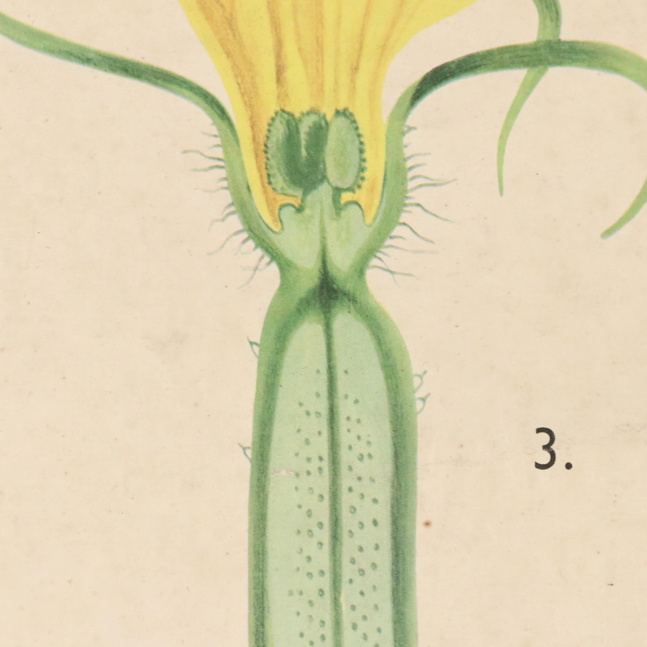 Czech Offset Lithograph Educational Poster "Okurka," 1959