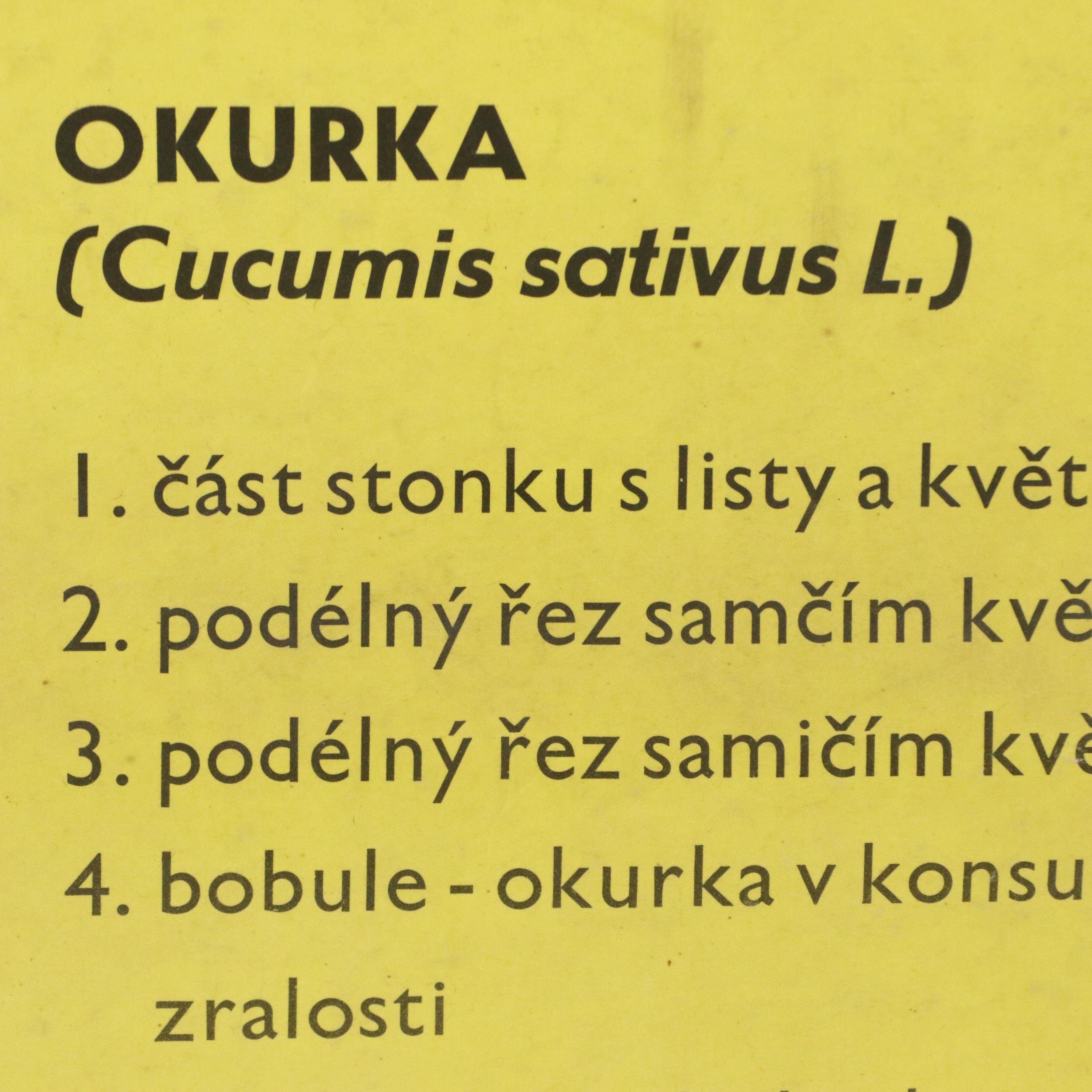 Czech Offset Lithograph Educational Poster "Okurka," 1959