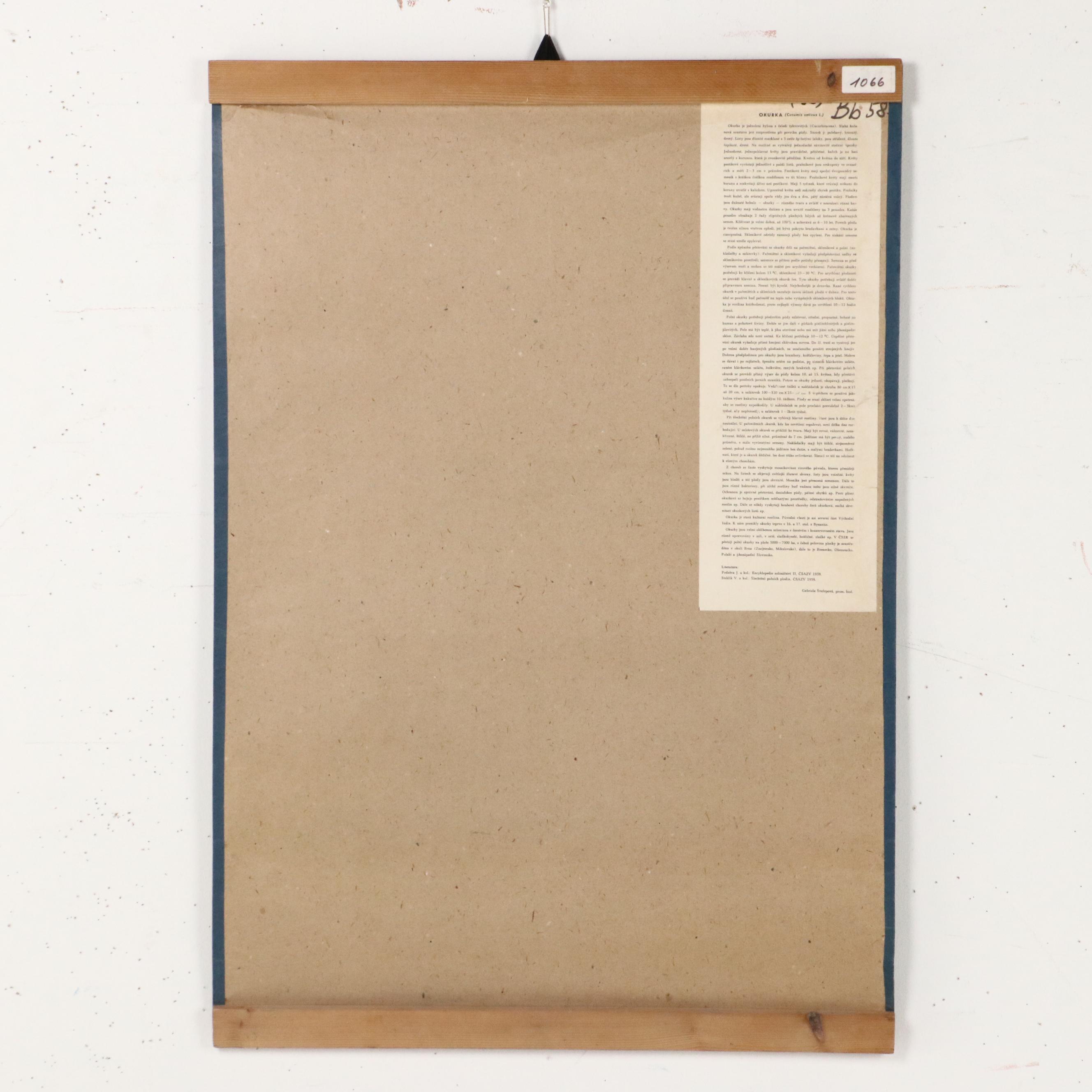 Czech Offset Lithograph Educational Poster "Okurka," 1959