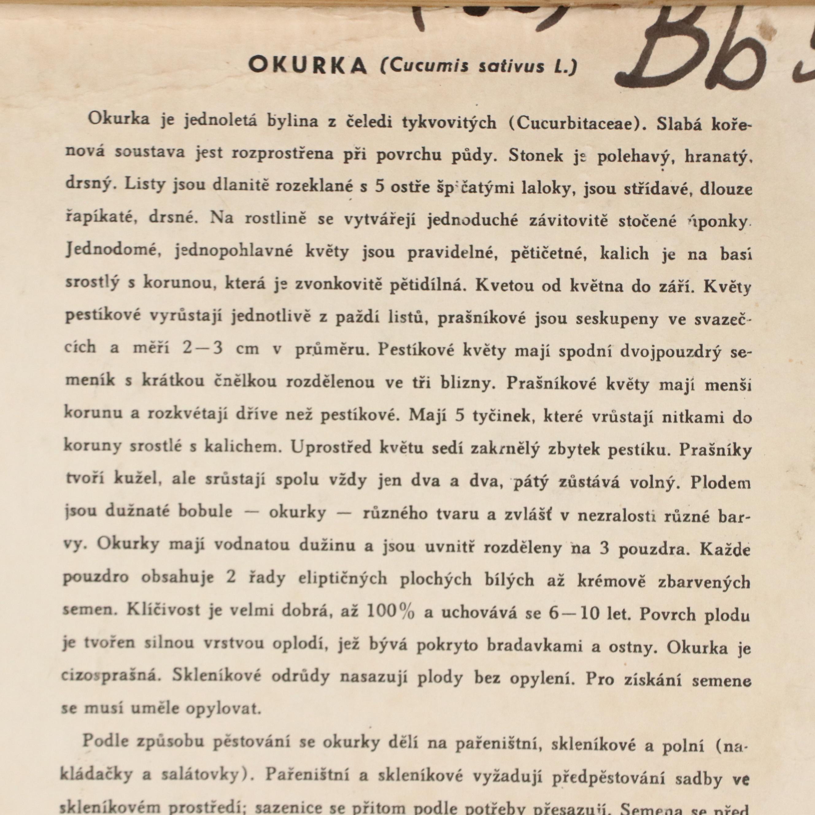 Czech Offset Lithograph Educational Poster "Okurka," 1959