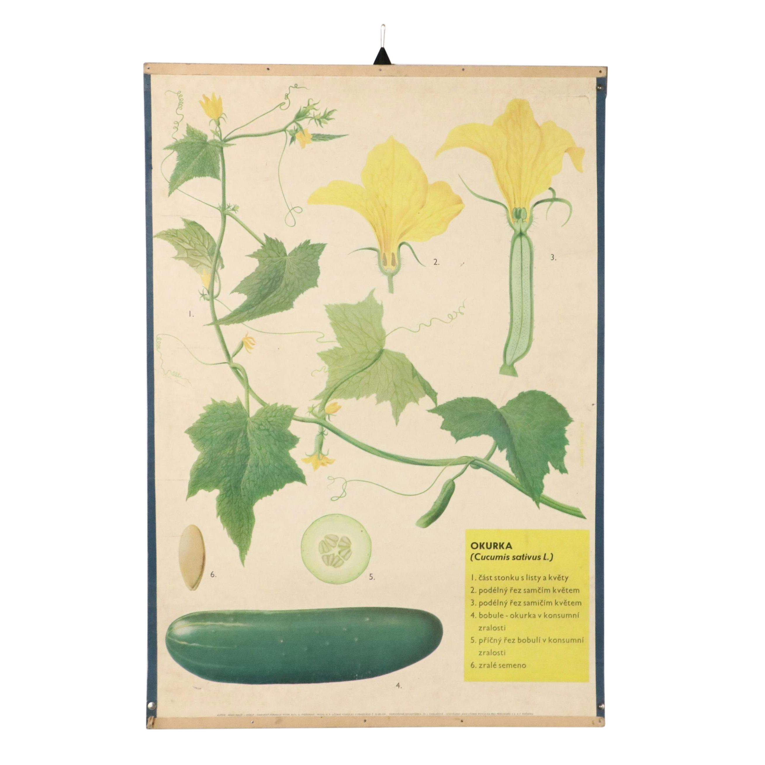 Czech Offset Lithograph Educational Poster "Okurka," 1959