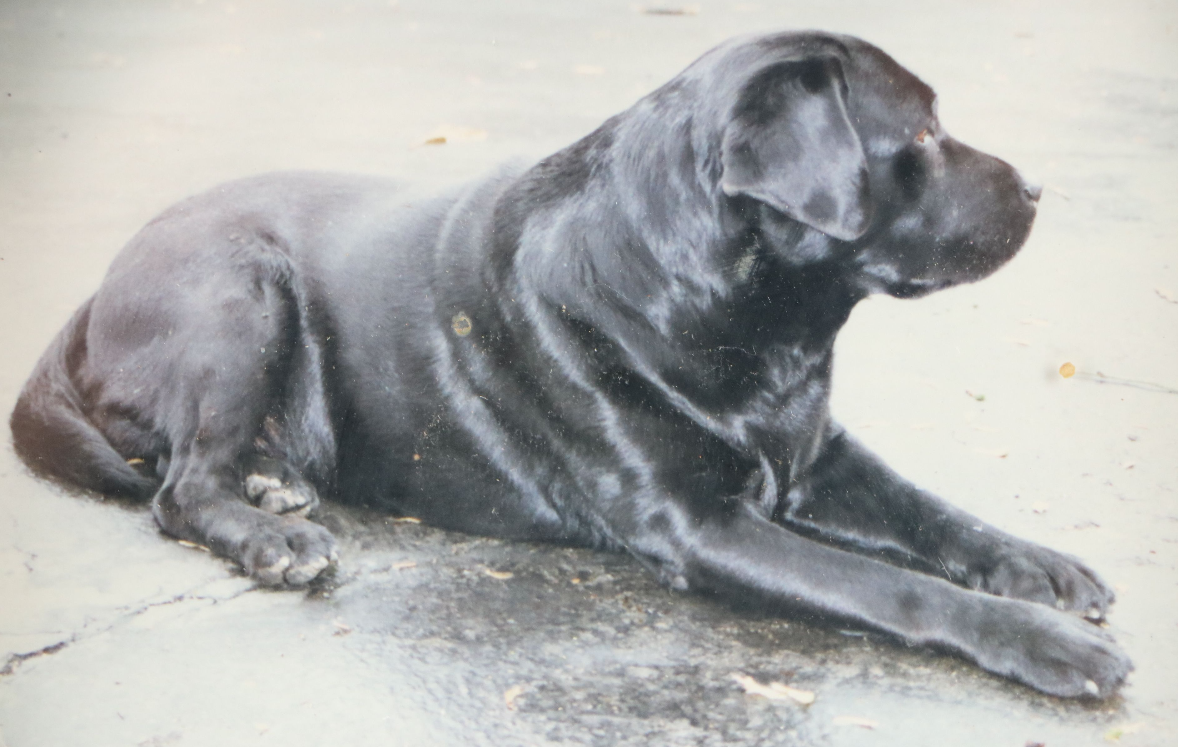 Robert Beaven Folk Art Style Wooden Wall Picture Frame with Labrador Photos