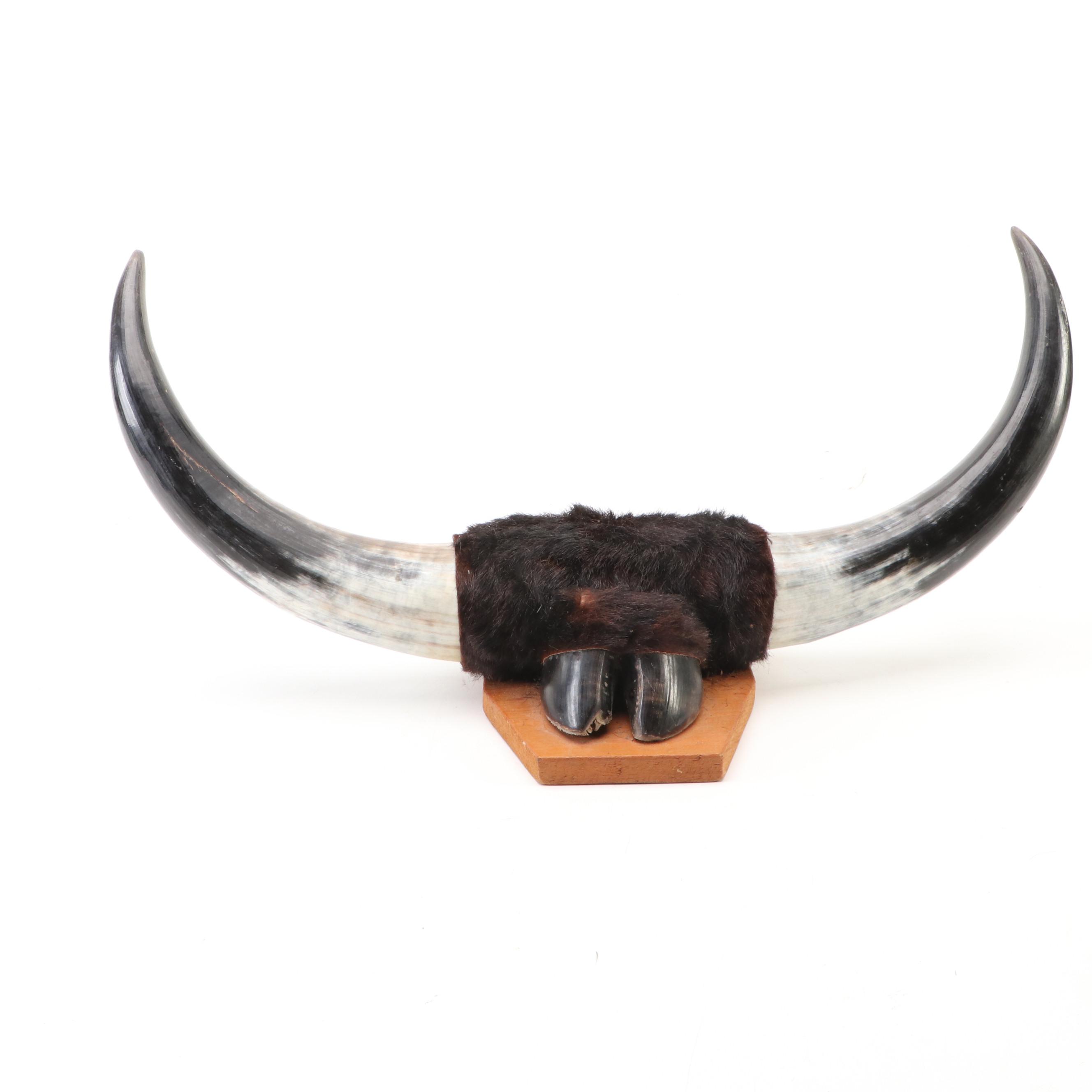 Longhorn Steer Horns with Hide Wrap and Hoof