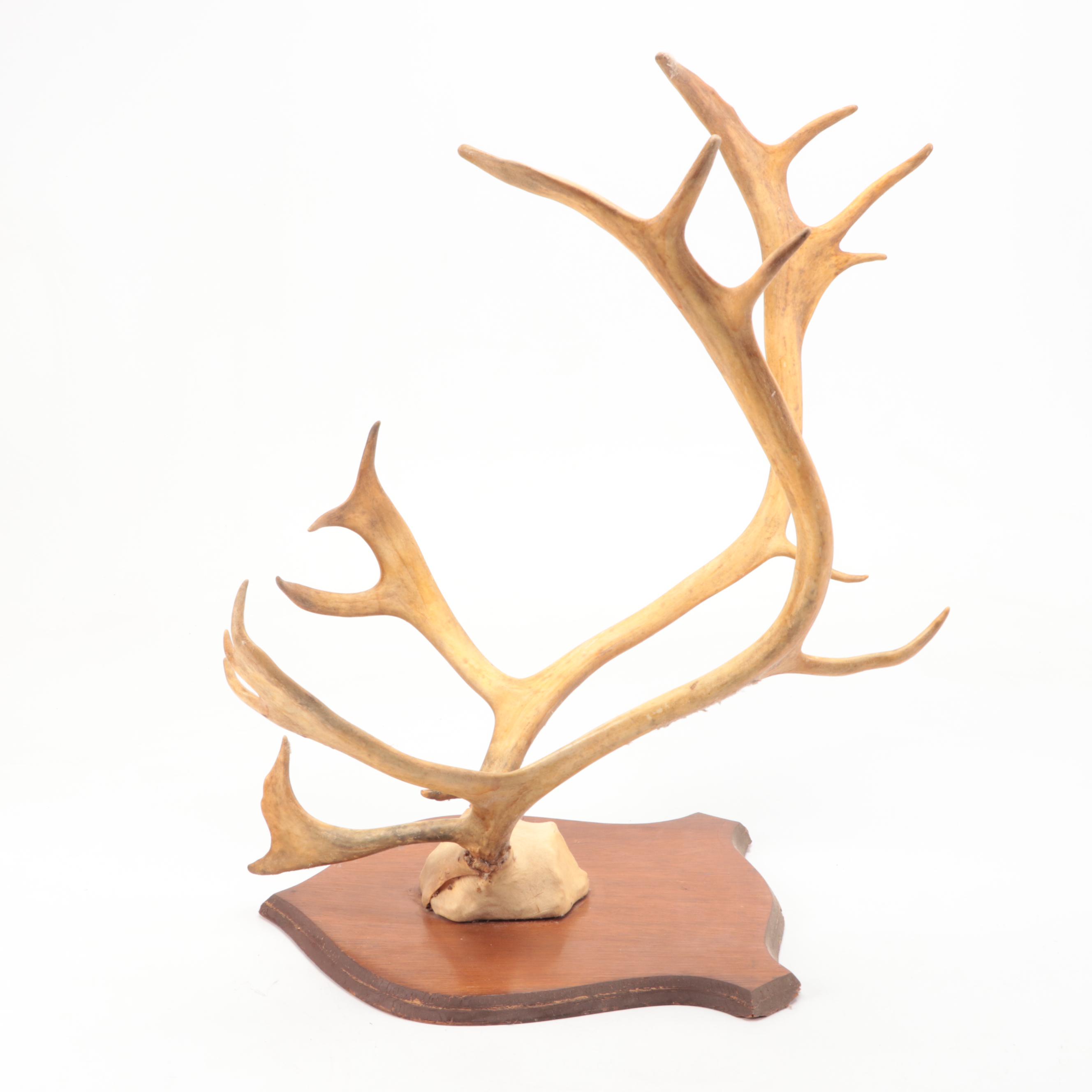 Mounted Caribou Skull with Antlers