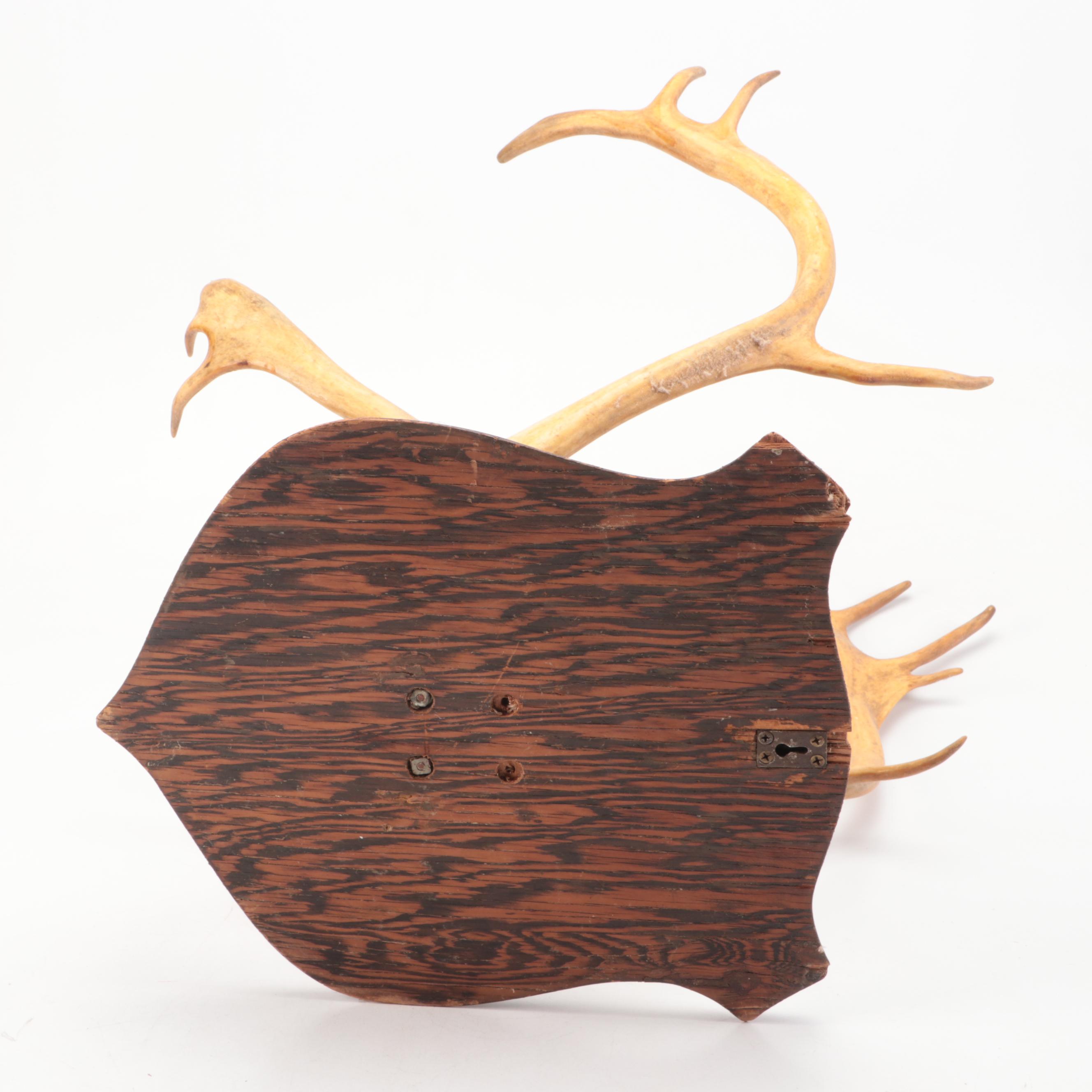 Mounted Caribou Skull with Antlers