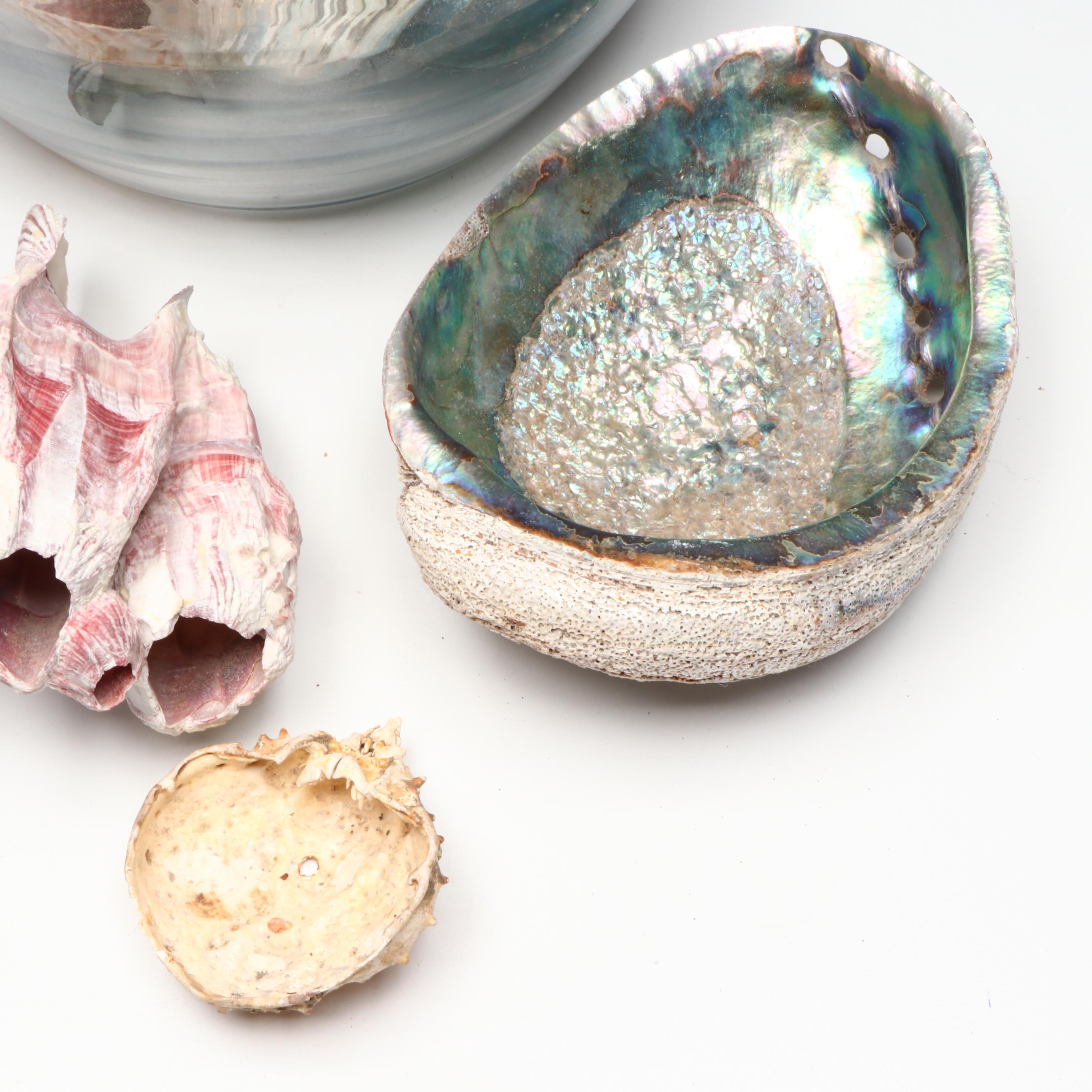 Shells in Glass Vase with Barnacle Clusters, Abalone and More