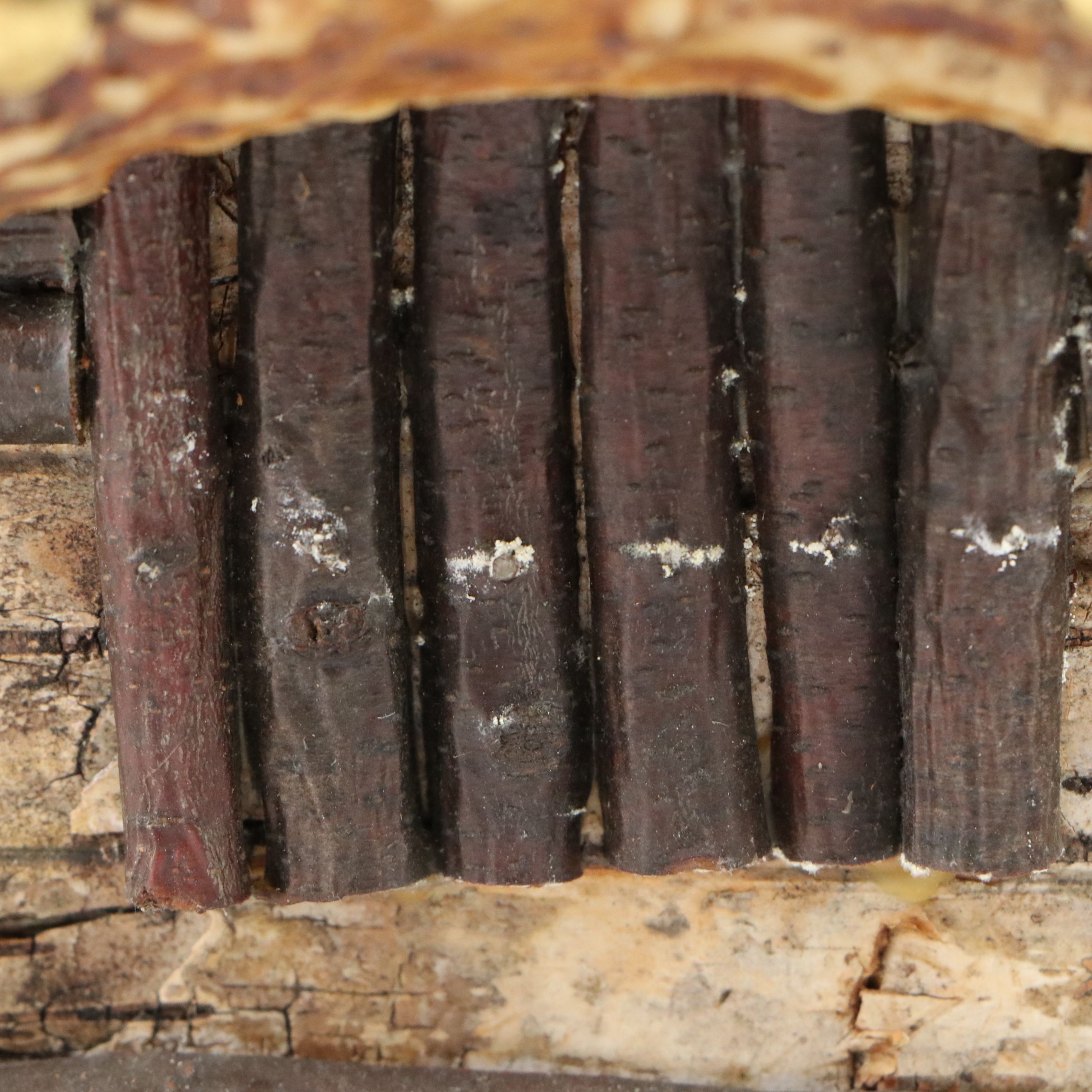 Robert Beaven Folk Art Antlers and Birch Veneer Wooden Box