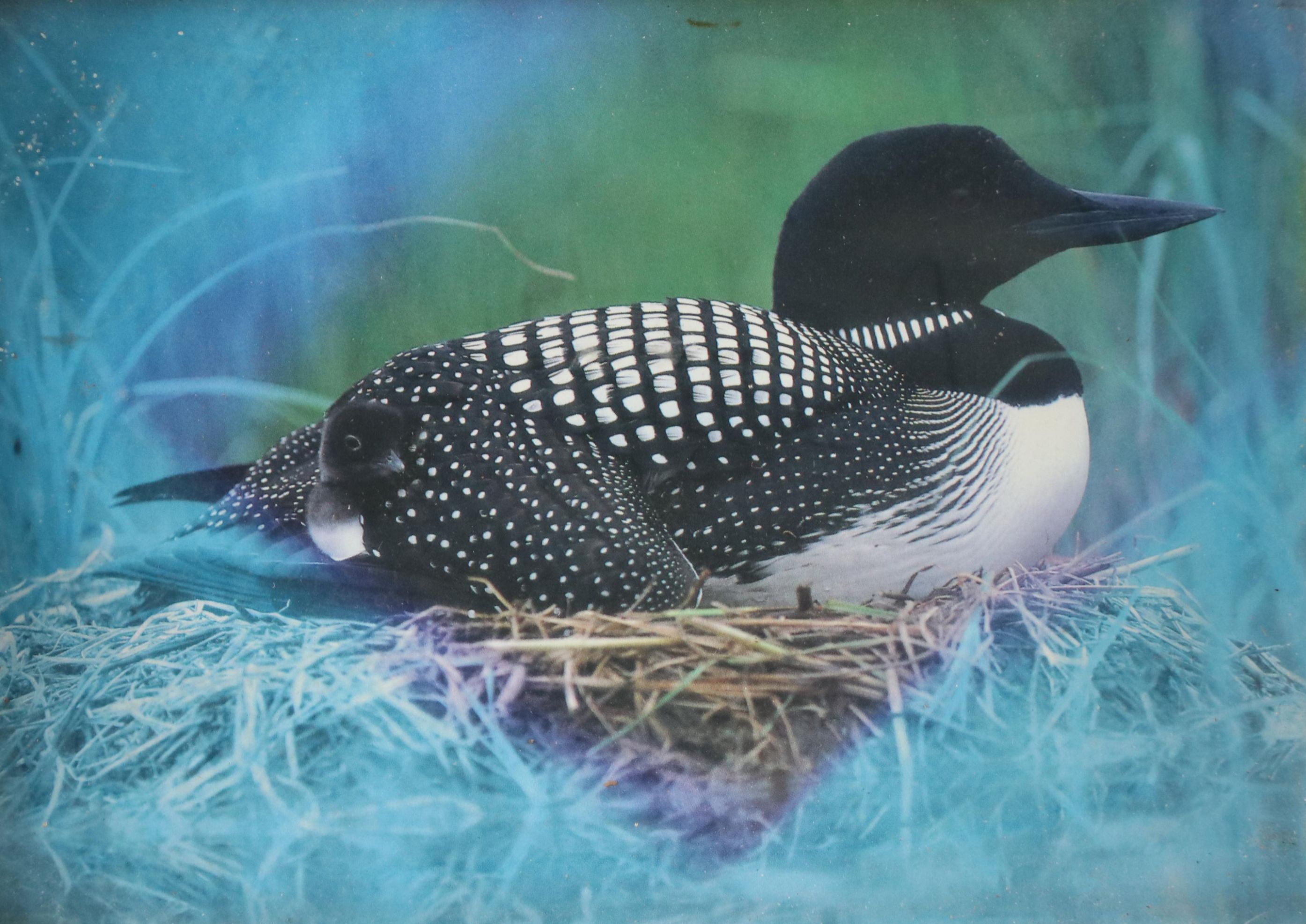 Robert Beaven Handmade Folk Art Wooden Frame With Print of Loon, 20th Century