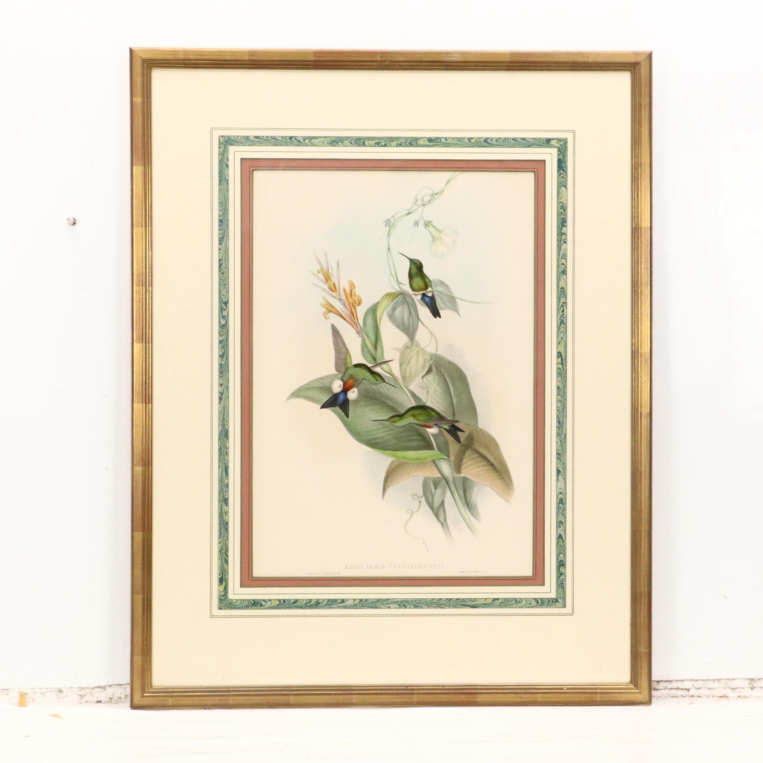 John Gould Ornithological Hand-Colored Lithographs of Hummingbirds, 1861