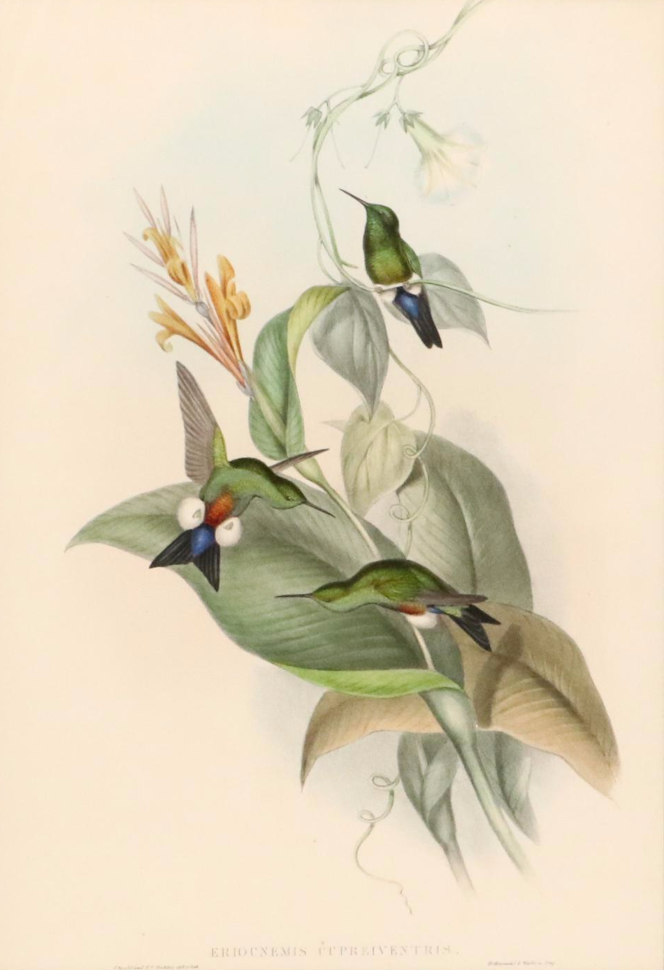 John Gould Ornithological Hand-Colored Lithographs of Hummingbirds, 1861