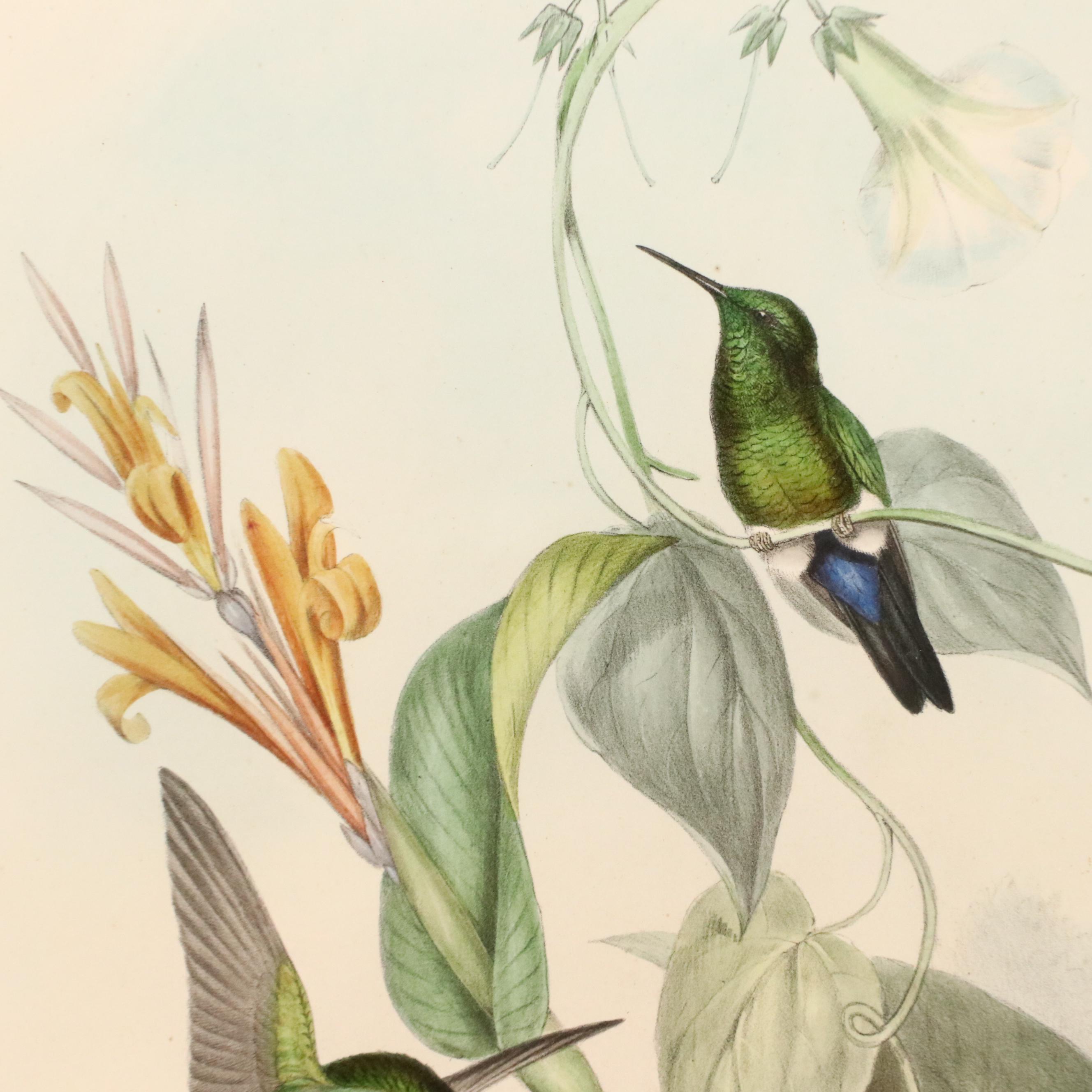 John Gould Ornithological Hand-Colored Lithographs of Hummingbirds, 1861