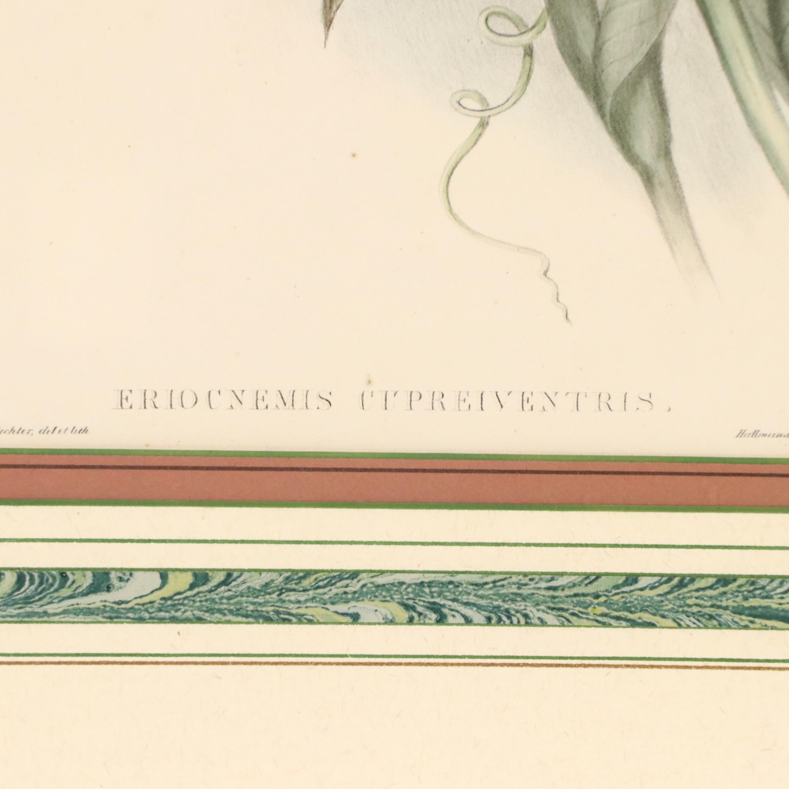 John Gould Ornithological Hand-Colored Lithographs of Hummingbirds, 1861