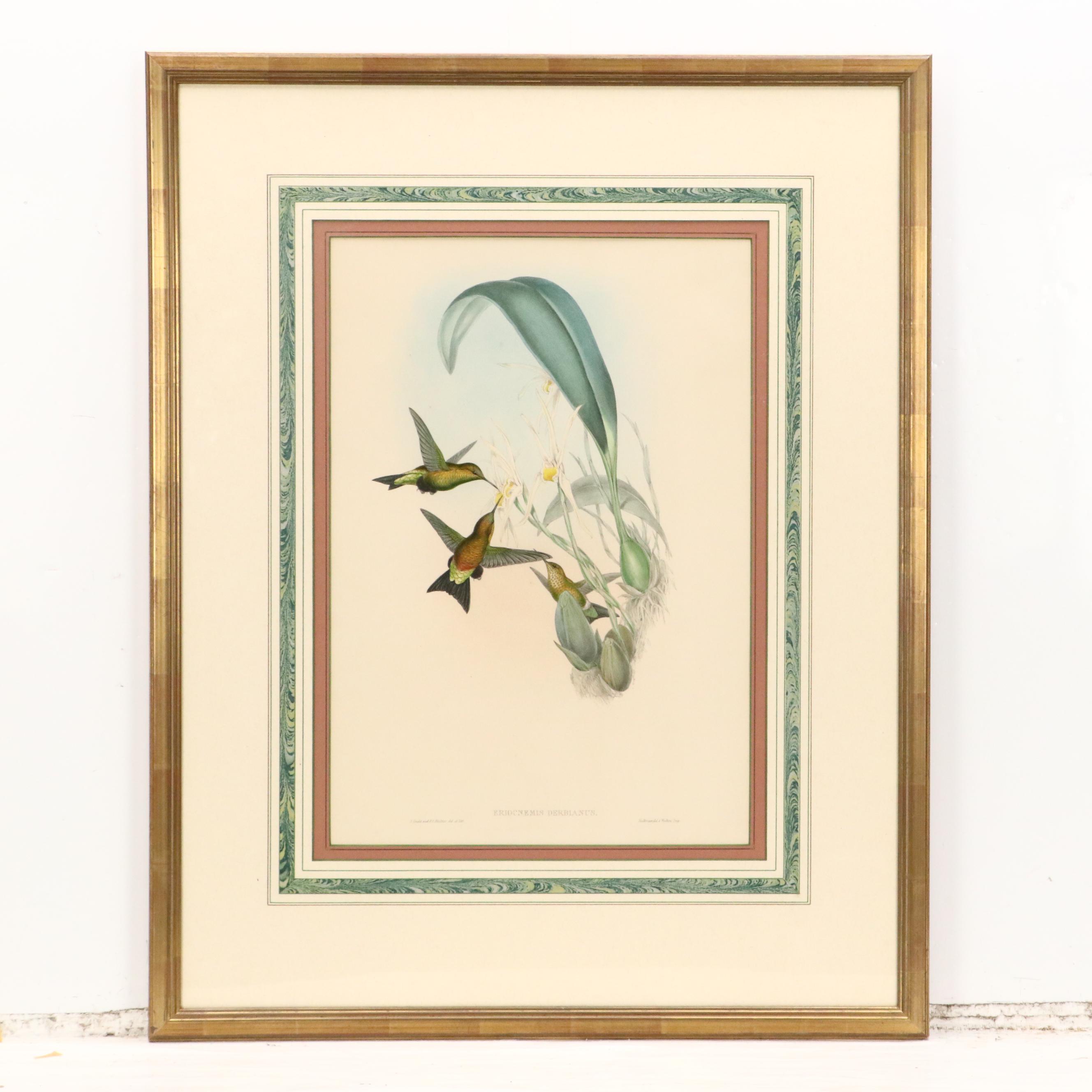 John Gould Ornithological Hand-Colored Lithographs of Hummingbirds, 1861