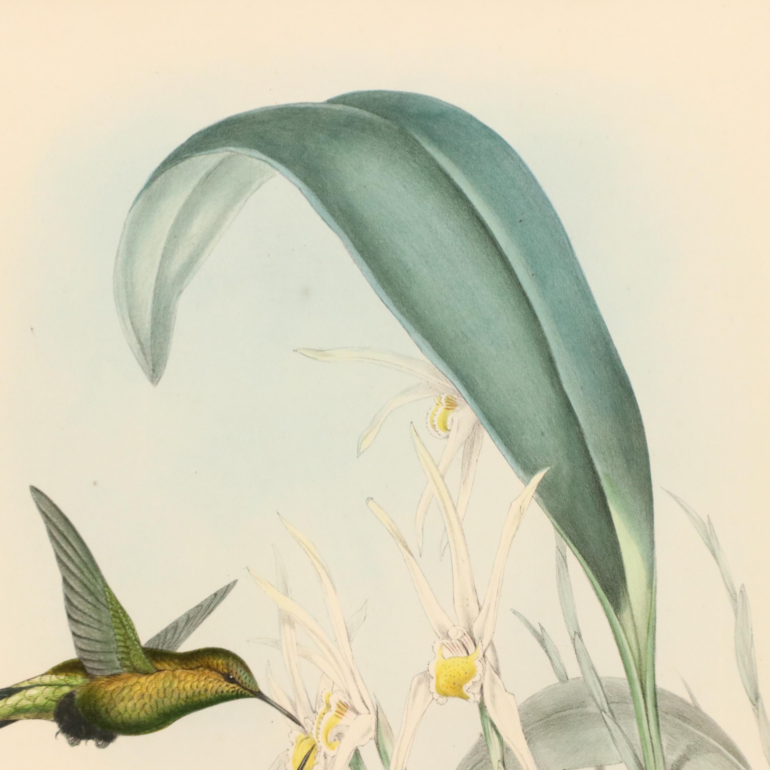 John Gould Ornithological Hand-Colored Lithographs of Hummingbirds, 1861
