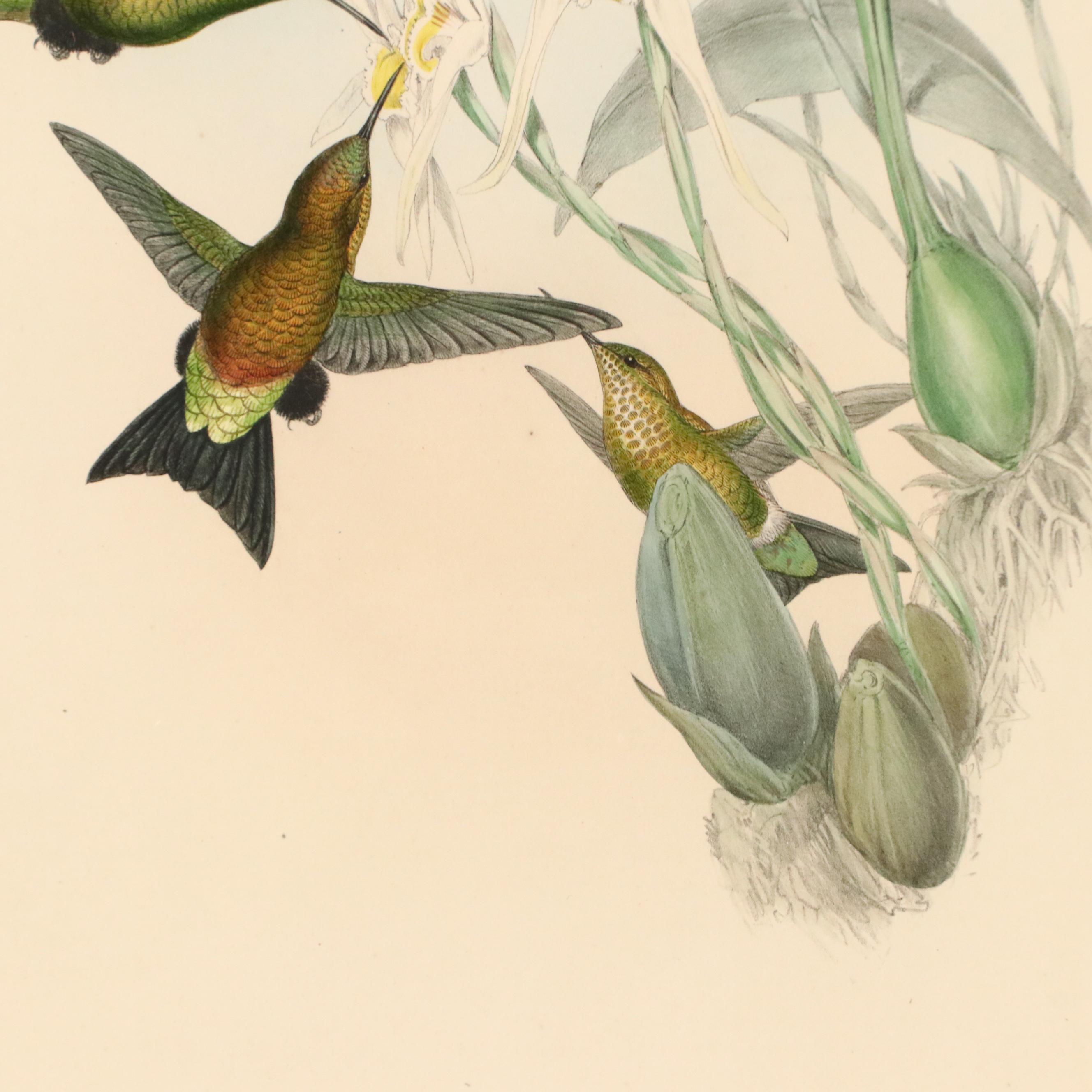 John Gould Ornithological Hand-Colored Lithographs of Hummingbirds, 1861
