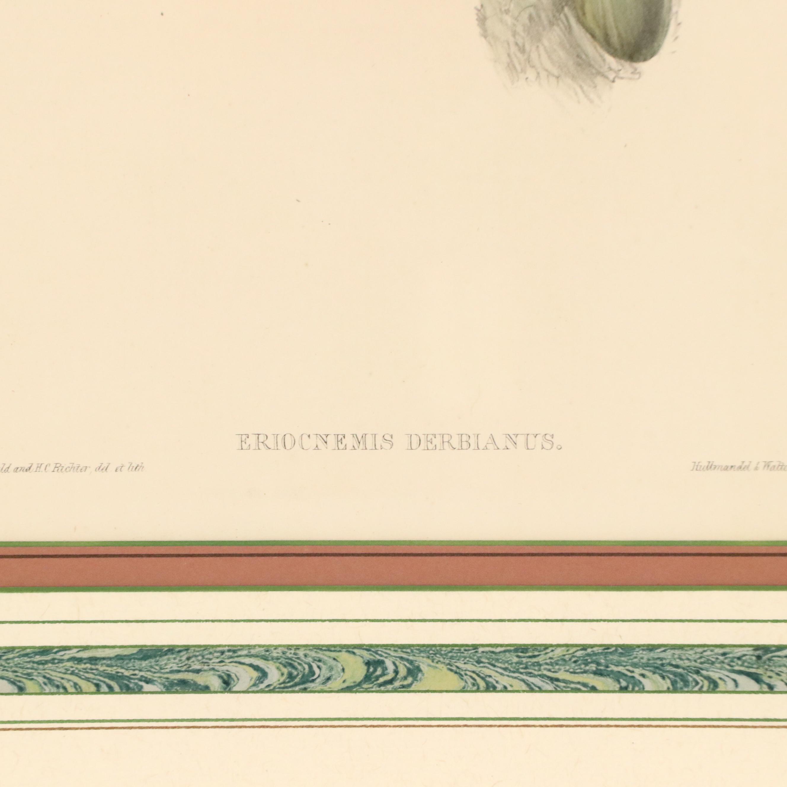 John Gould Ornithological Hand-Colored Lithographs of Hummingbirds, 1861