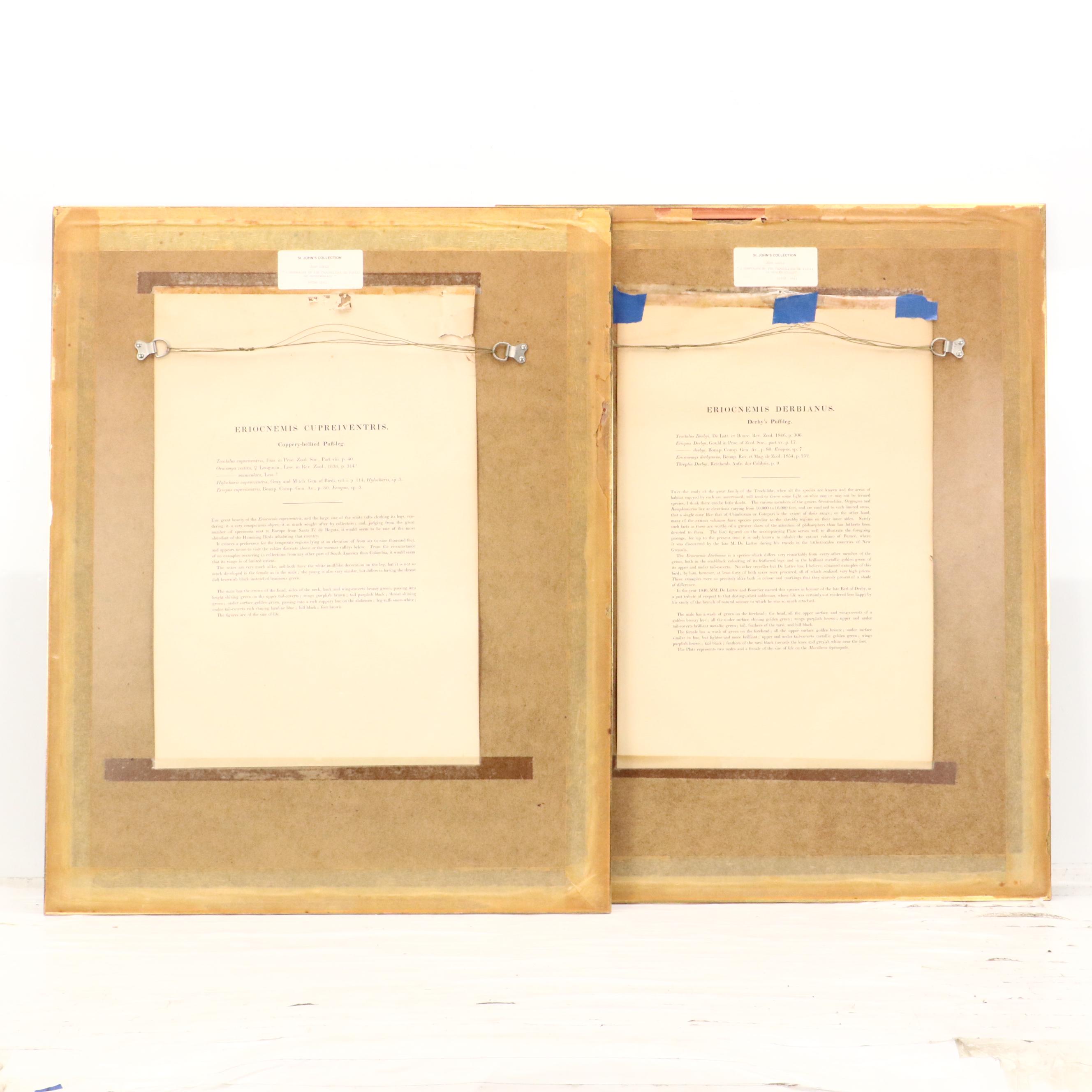 John Gould Ornithological Hand-Colored Lithographs of Hummingbirds, 1861