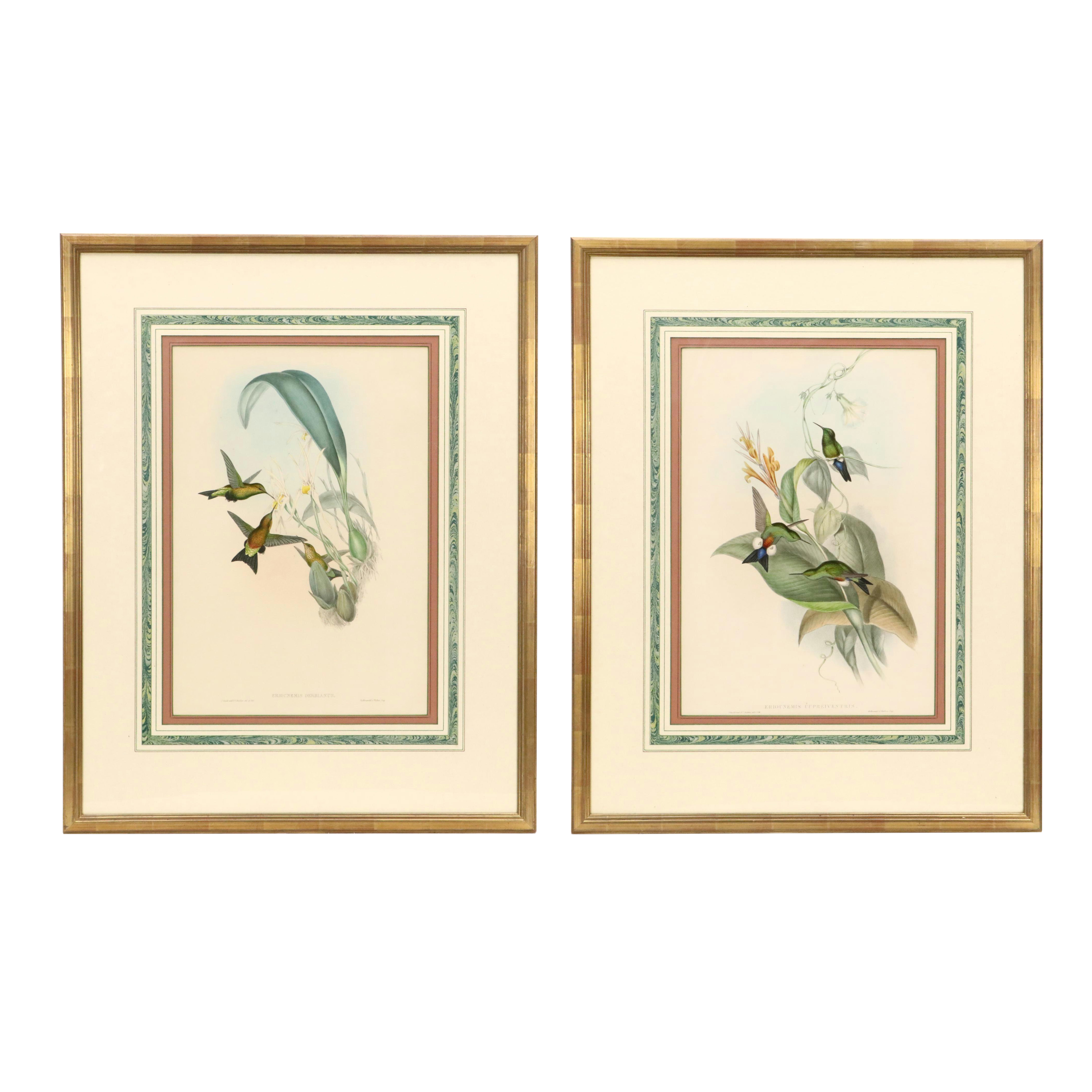 John Gould Ornithological Hand-Colored Lithographs of Hummingbirds, 1861