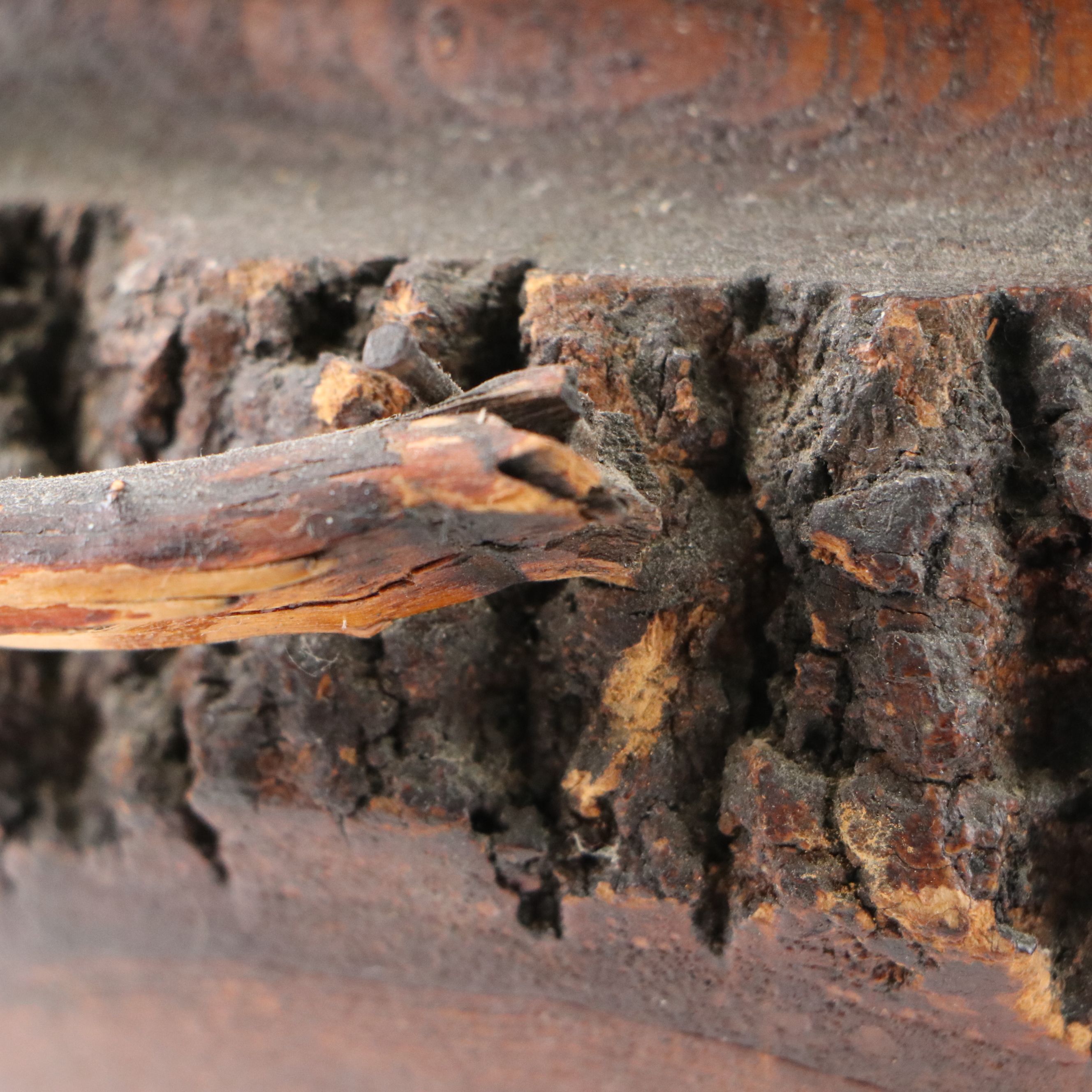 Handcrafted Pine Trunk with Bark Edge and Conk Pedestal Bowl