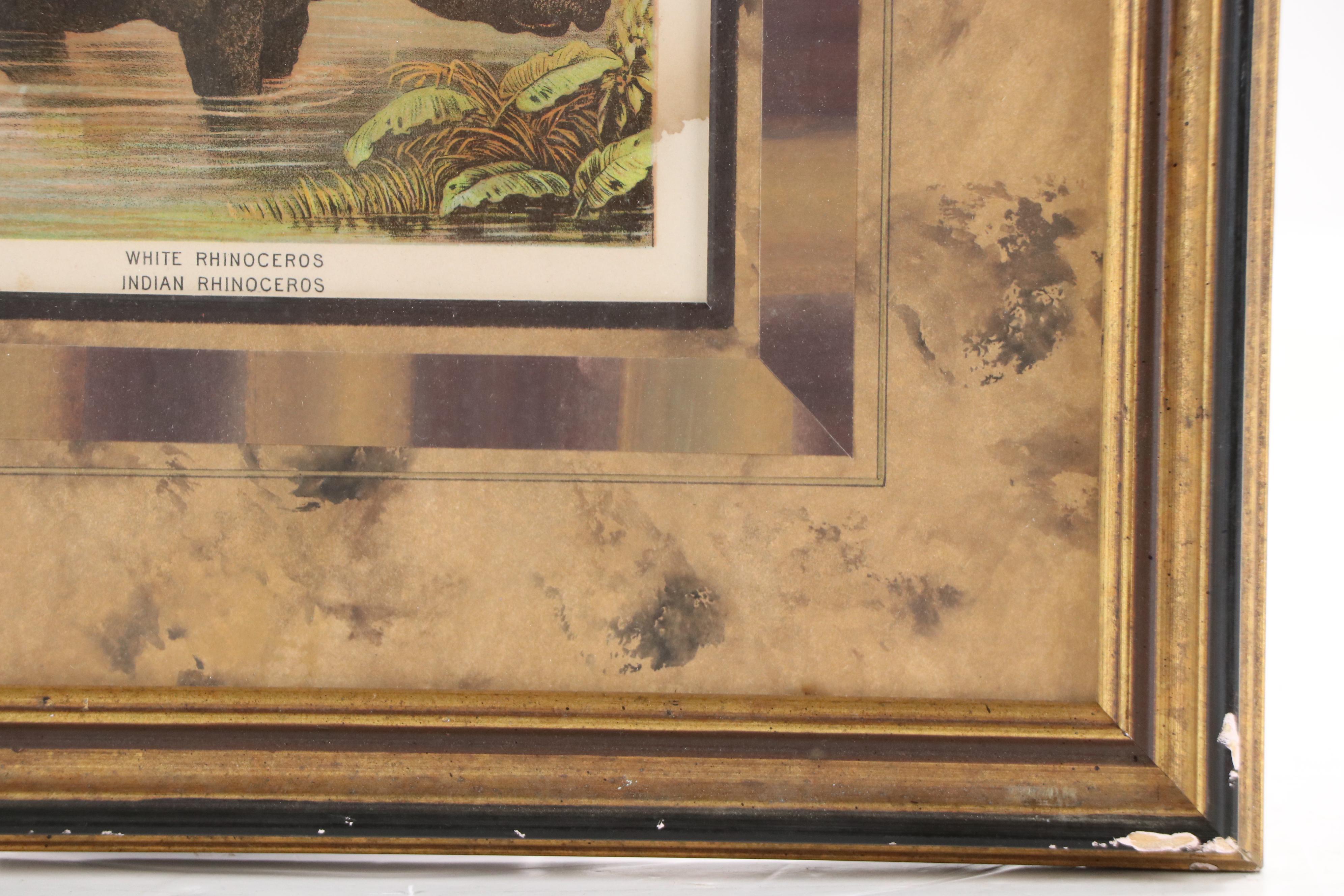 Zoological Chromolithograph "White Rhinoceros, Indian Rhinoceros," Late 19th C.