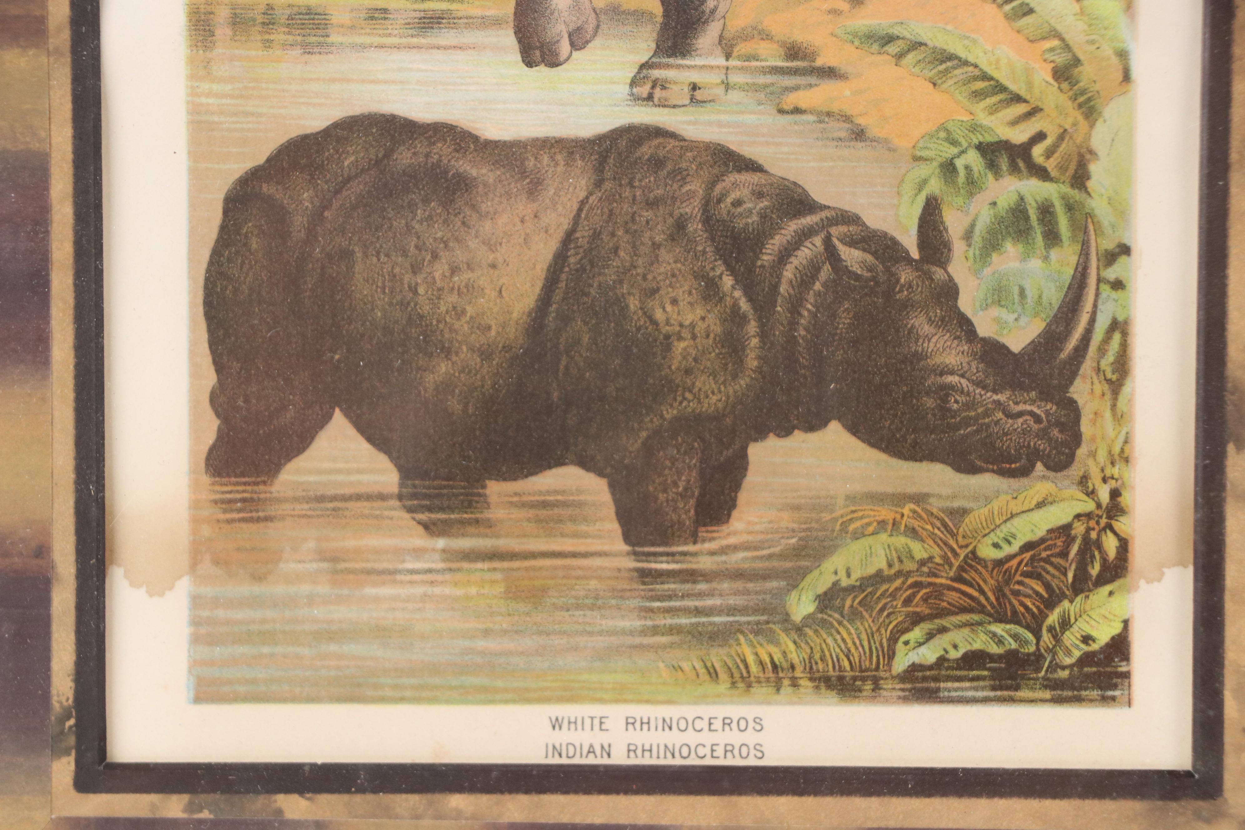 Zoological Chromolithograph "White Rhinoceros, Indian Rhinoceros," Late 19th C.