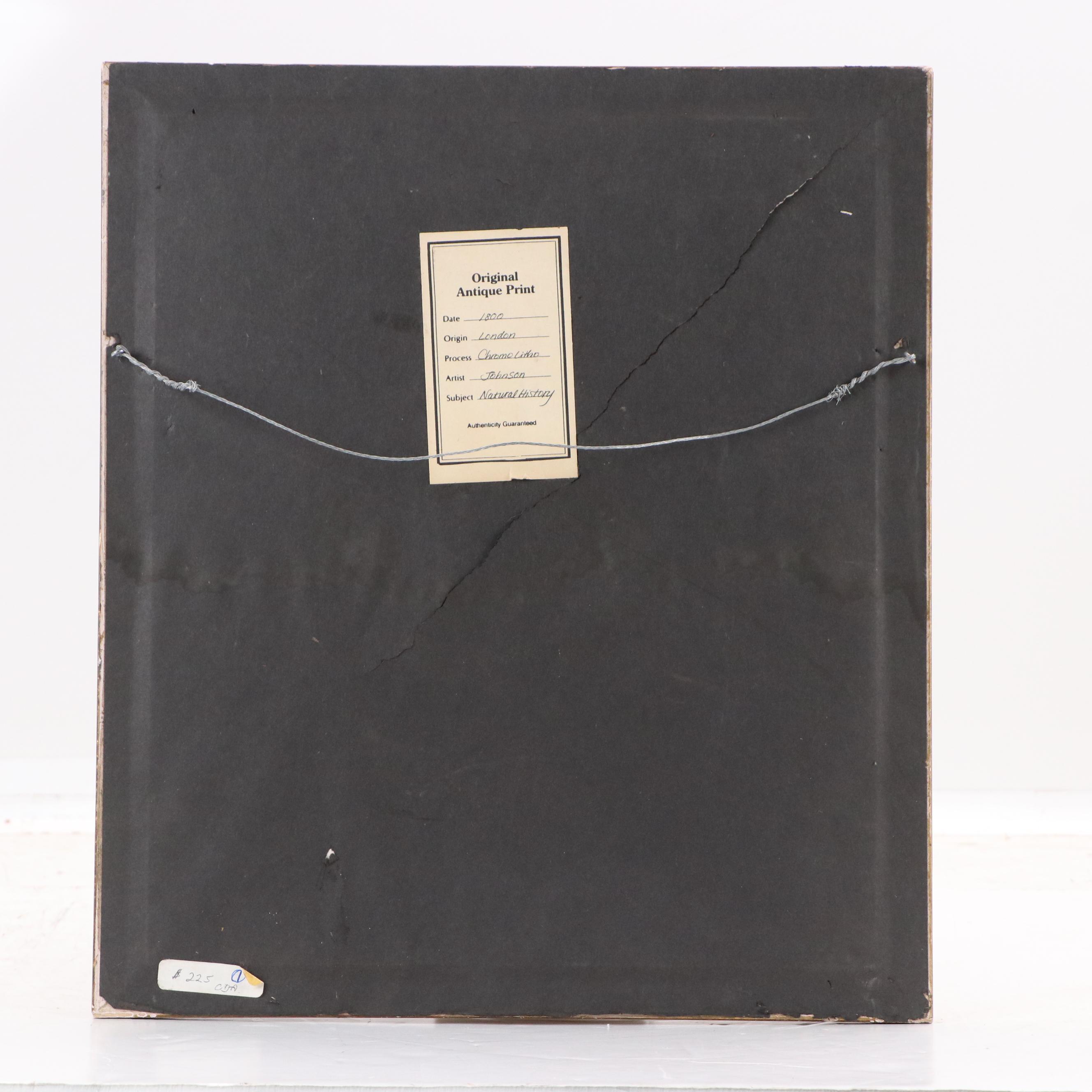 Zoological Chromolithograph "White Rhinoceros, Indian Rhinoceros," Late 19th C.