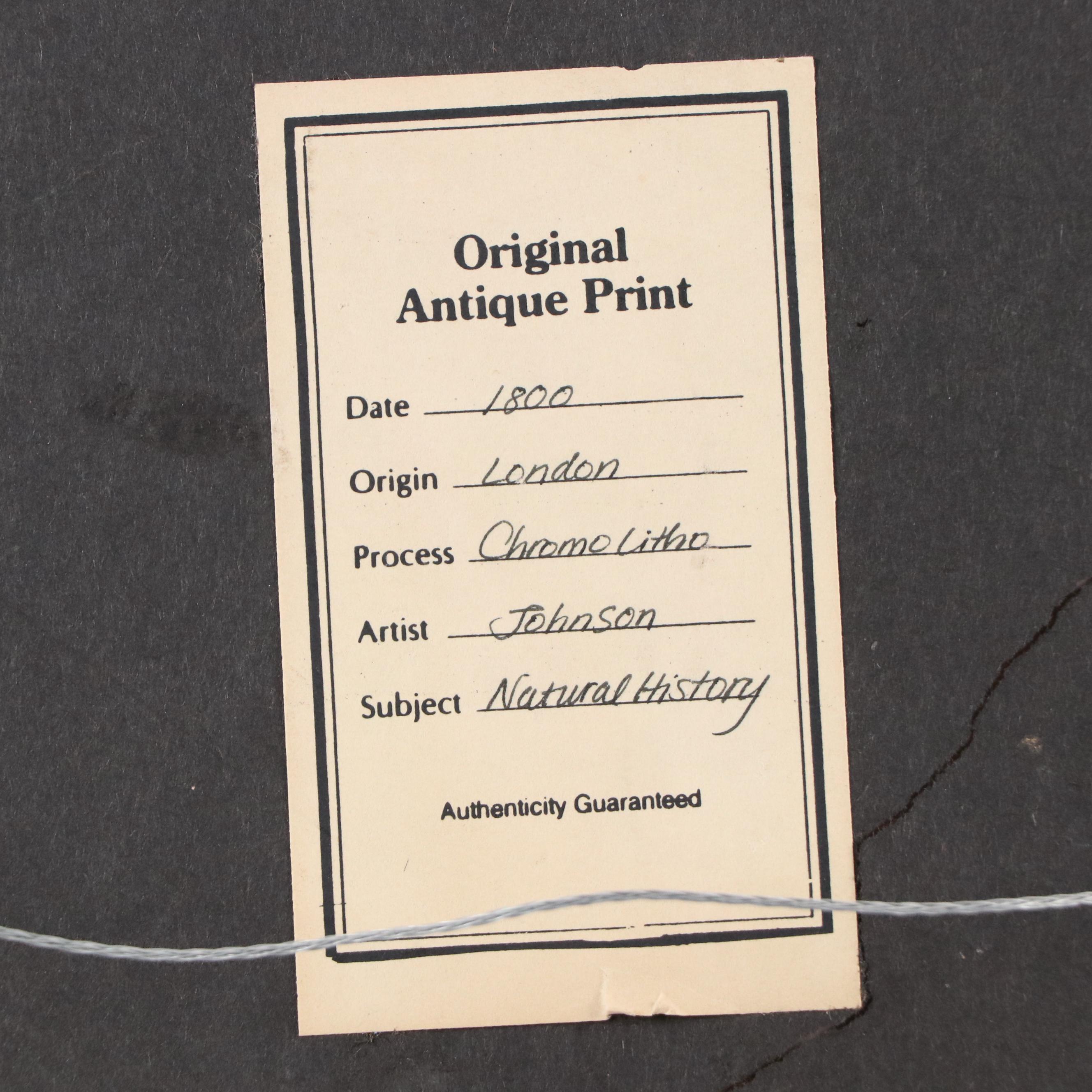 Zoological Chromolithograph "White Rhinoceros, Indian Rhinoceros," Late 19th C.