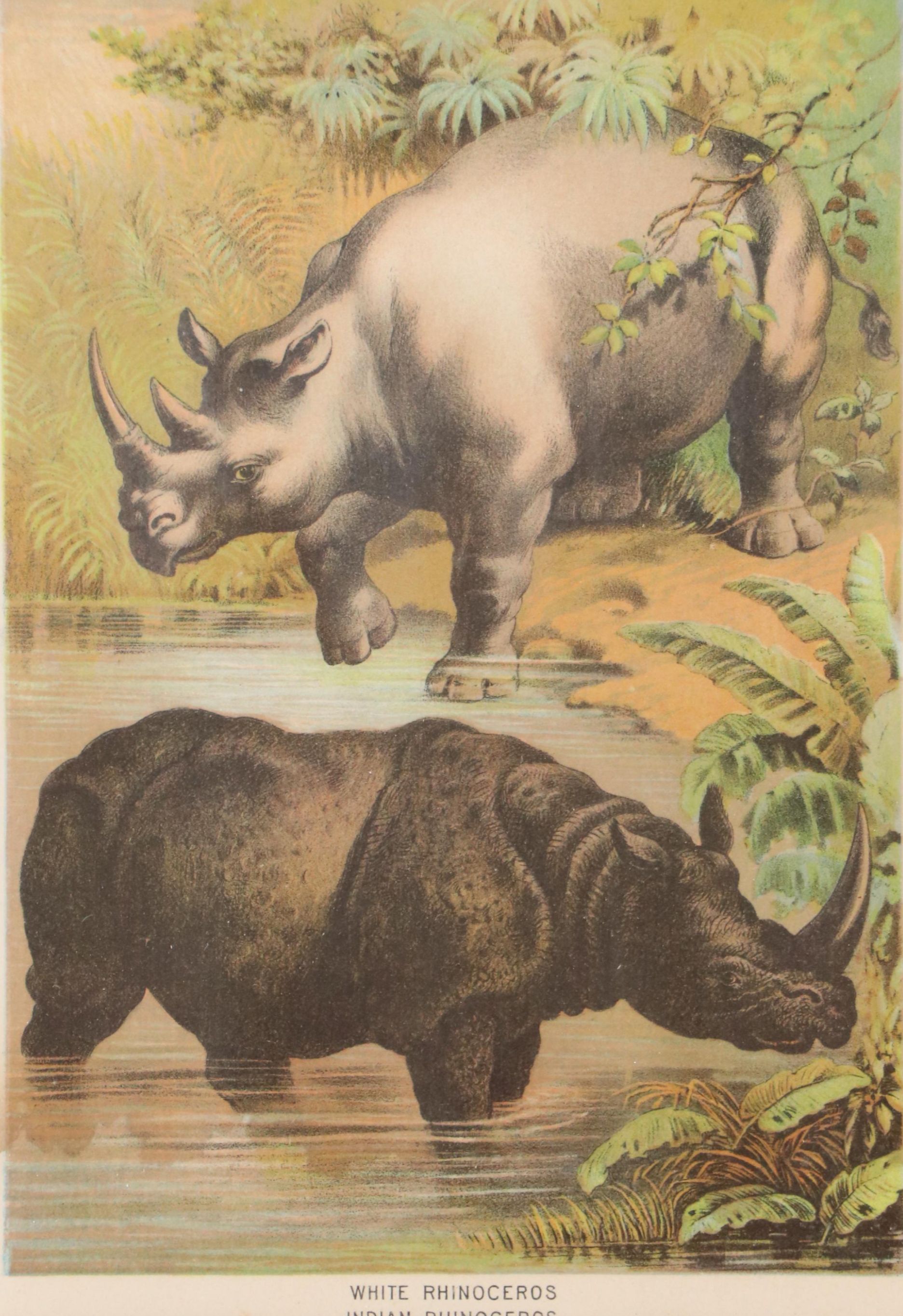 Zoological Chromolithograph "White Rhinoceros, Indian Rhinoceros," Late 19th C.
