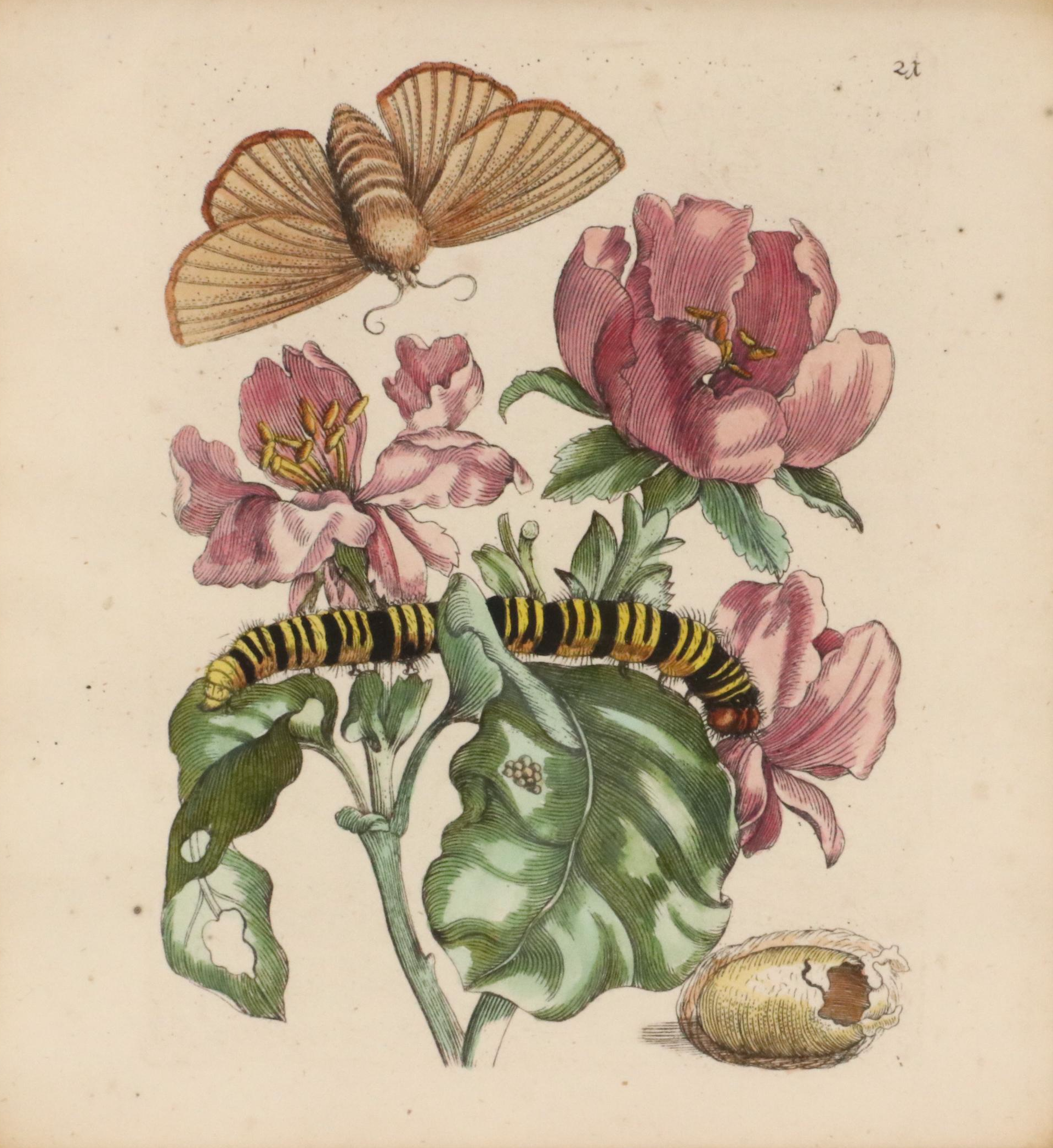 Flower & Insect Botanical Engravings from "De Europische Insecten," Circa 1730