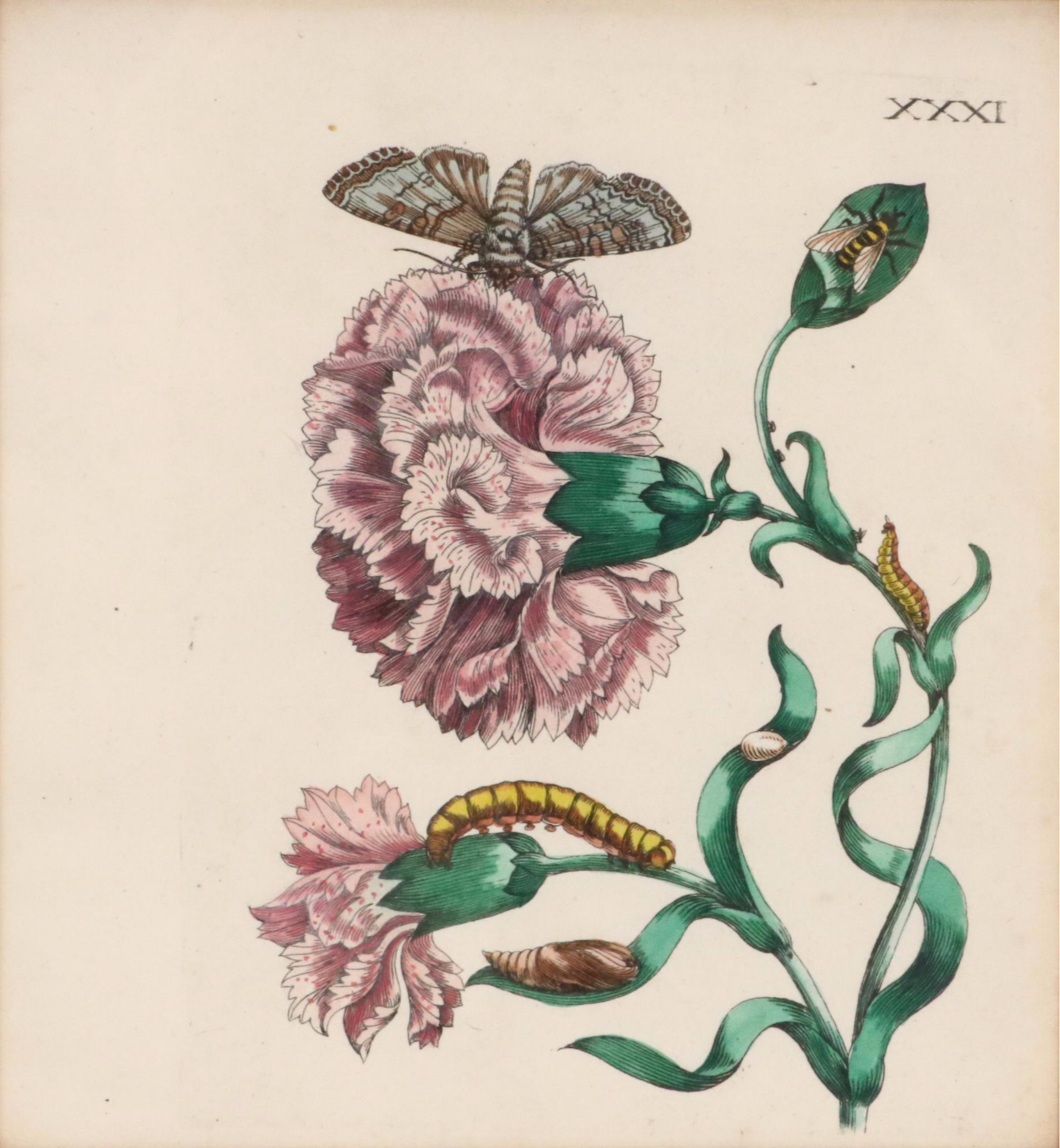 Flower & Insect Botanical Engravings from "De Europische Insecten," Circa 1730