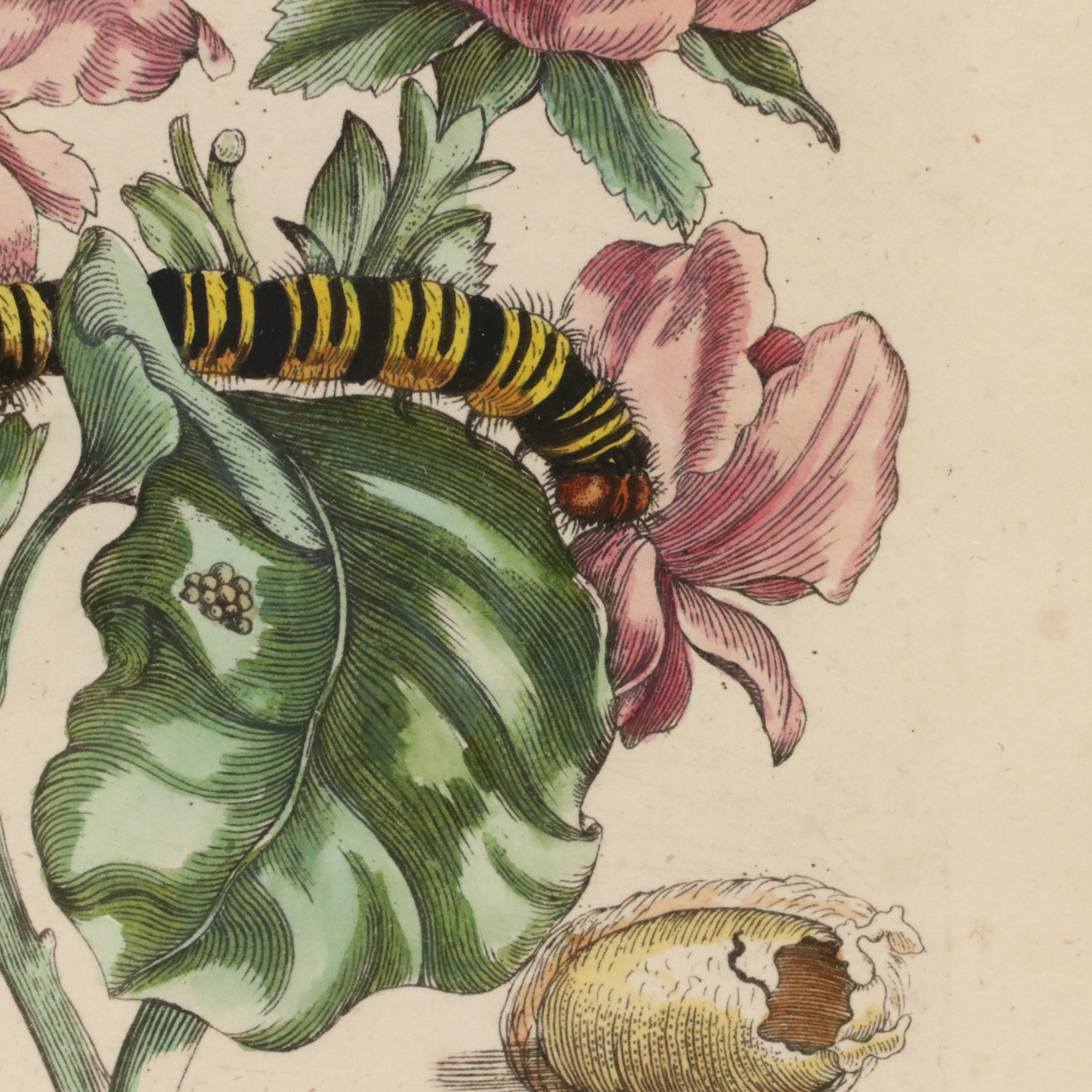 Flower & Insect Botanical Engravings from "De Europische Insecten," Circa 1730